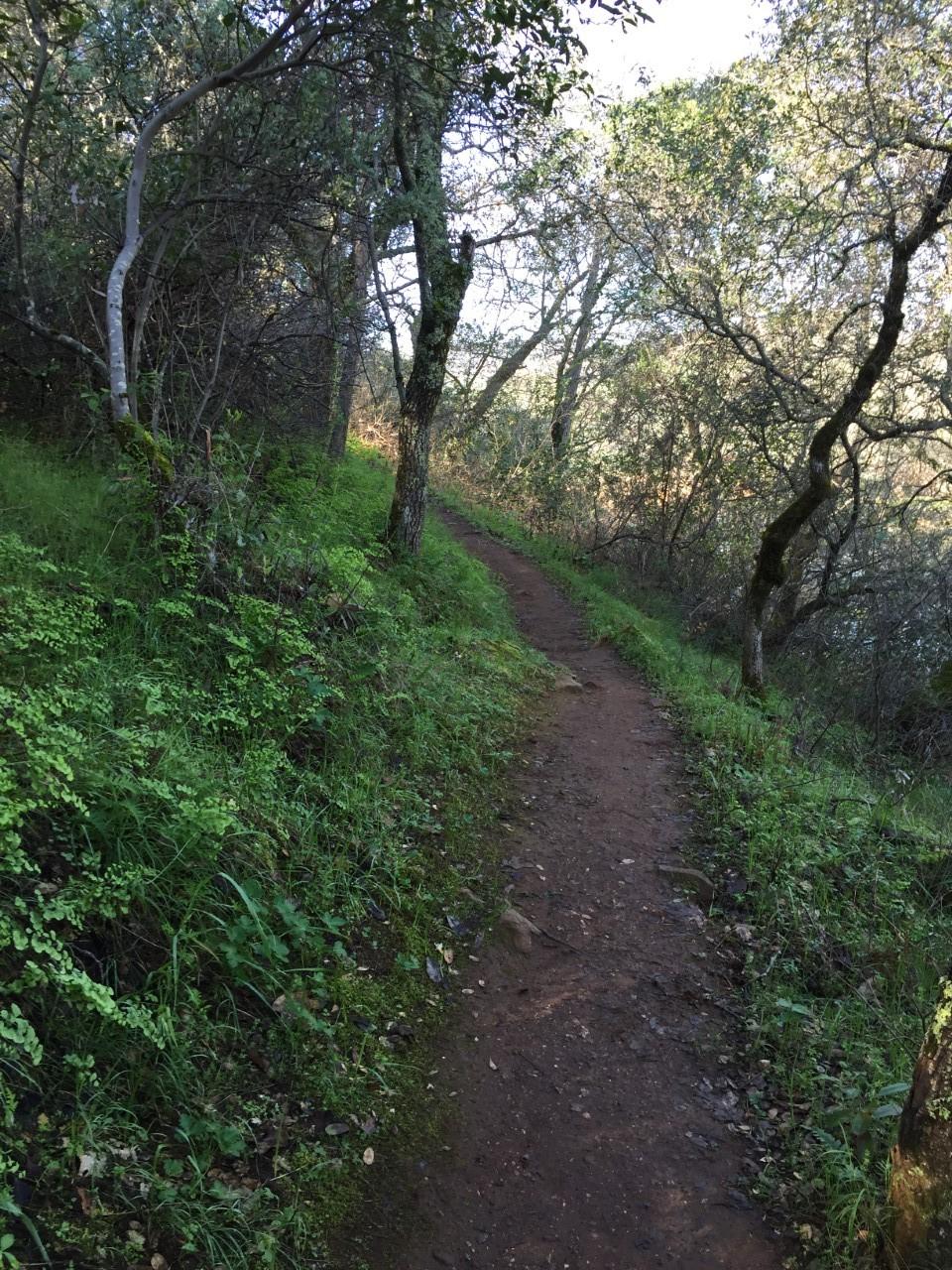 A winding dirt trail surrounded by lush greenery and trees, bathed in soft natural light. The path leads through a peaceful forest setting, with vibrant grass and foliage on either side. Sweetwater Trail mountain bike trail.