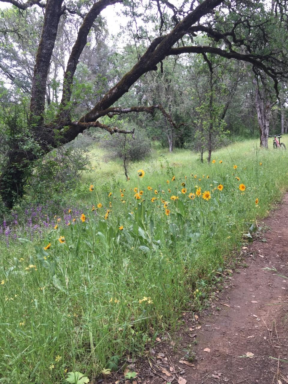 A scenic view of a grassy path bordered by vibrant wildflowers, including bright yellow sunflowers and purple blooms, set against a backdrop of lush green trees. The natural landscape creates a serene atmosphere, with a rugged earth path winding through the meadow. Sweetwater Trail mountain bike trail.