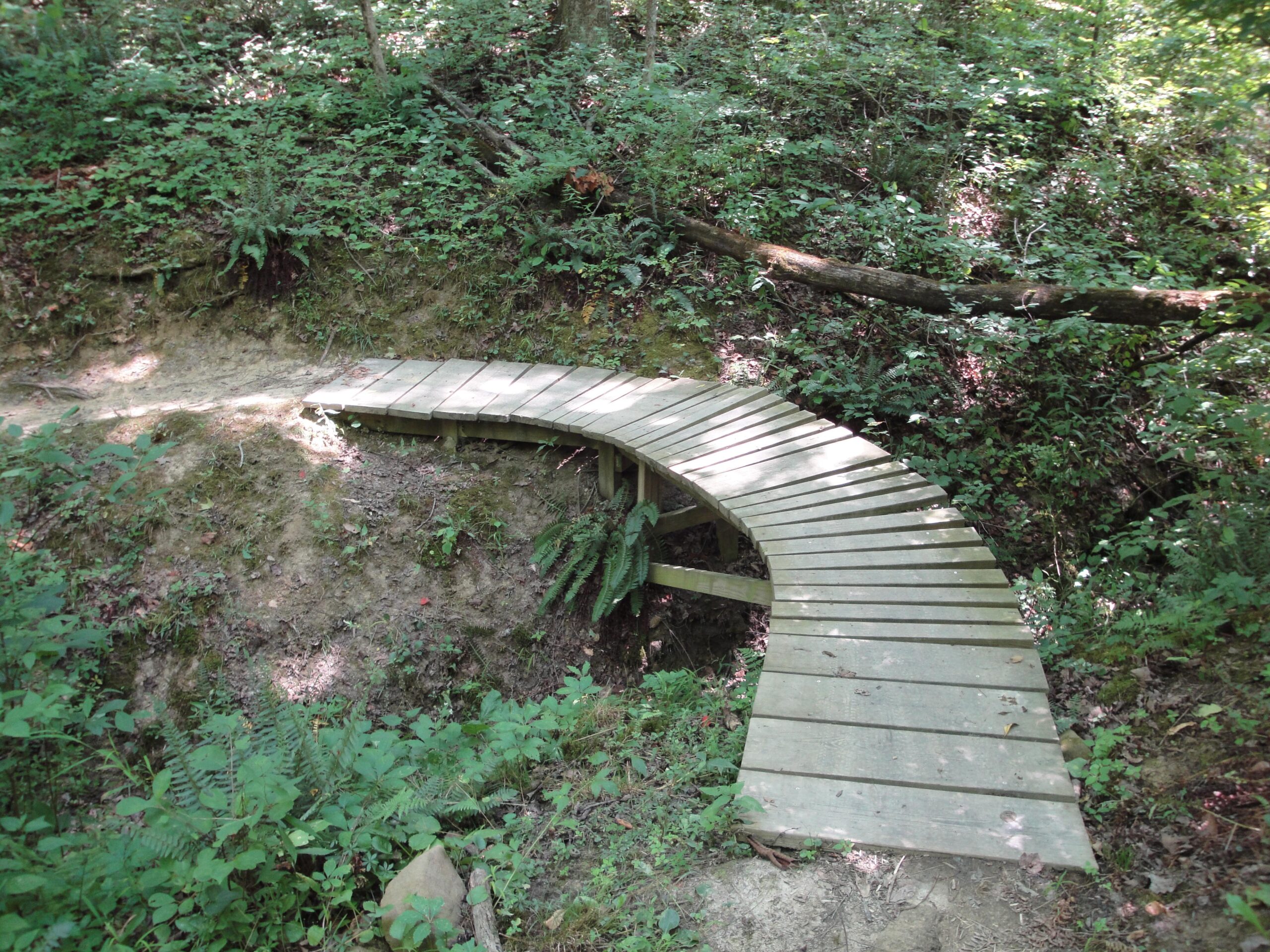 A curved wooden footbridge spans a small ravine in a lush, green forest. Surrounding the bridge are various plants and ferns, with dappled sunlight filtering through the trees above. The scene conveys a serene and natural woodland setting. West Branch mountain bike trail.