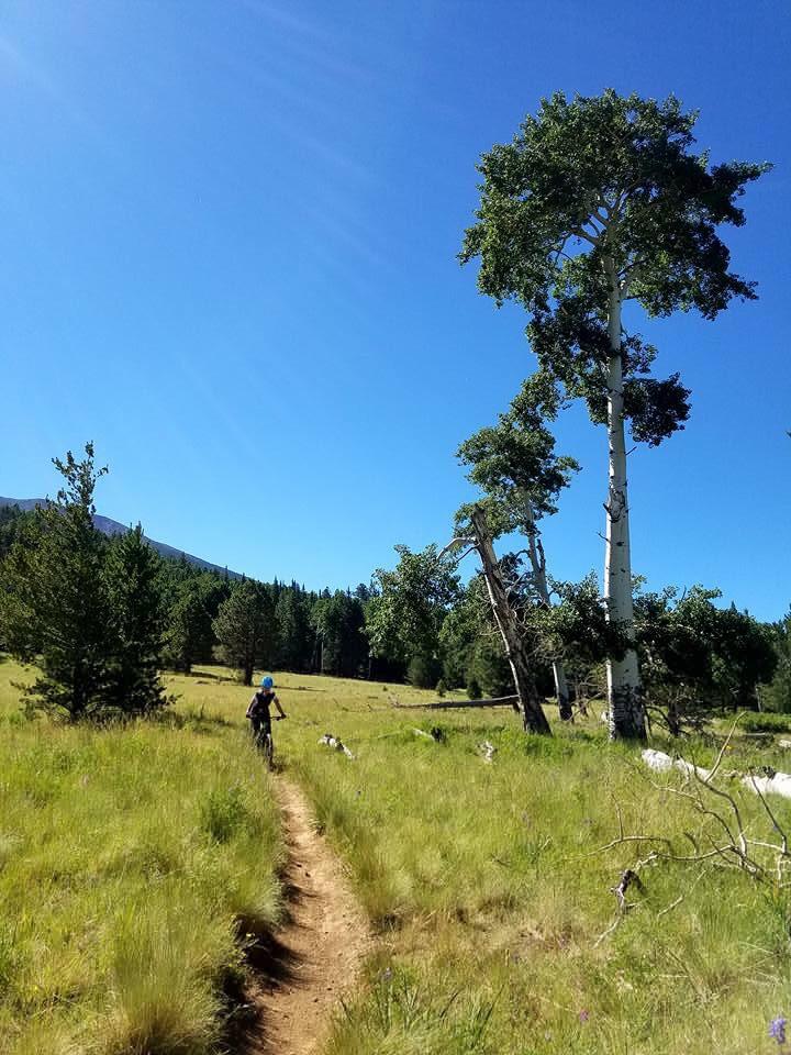 A person riding a bicycle on a dirt trail through a grassy landscape, surrounded by tall trees and a clear blue sky. Arizona Trail mountain bike trail.