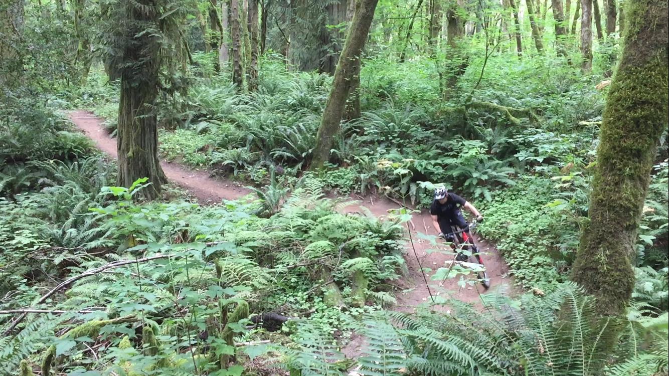 A mountain biker navigating a winding dirt trail through a lush, green forest filled with ferns and tall trees. Round Lake mountain bike trail.