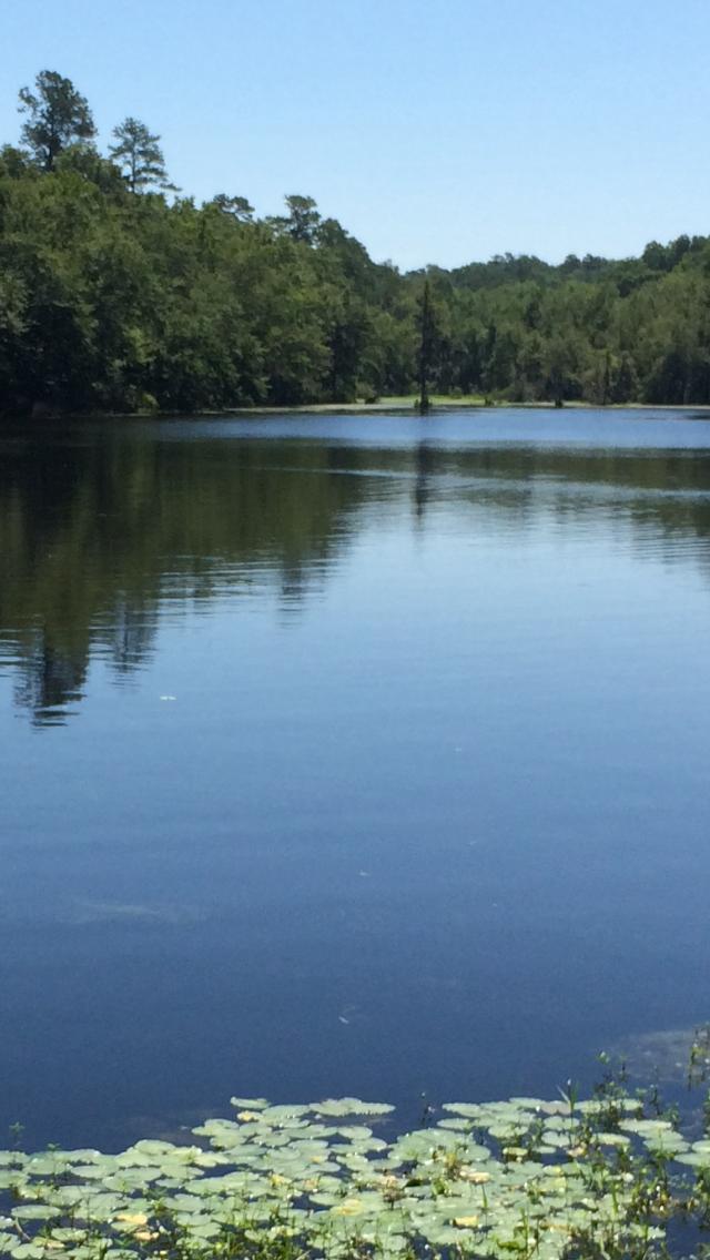 A tranquil lake surrounded by lush green trees under a clear blue sky, with rippling water reflecting the landscape. Water lilies float on the surface near the shore, creating a peaceful natural scene. Poinsett State Park mountain bike trail.