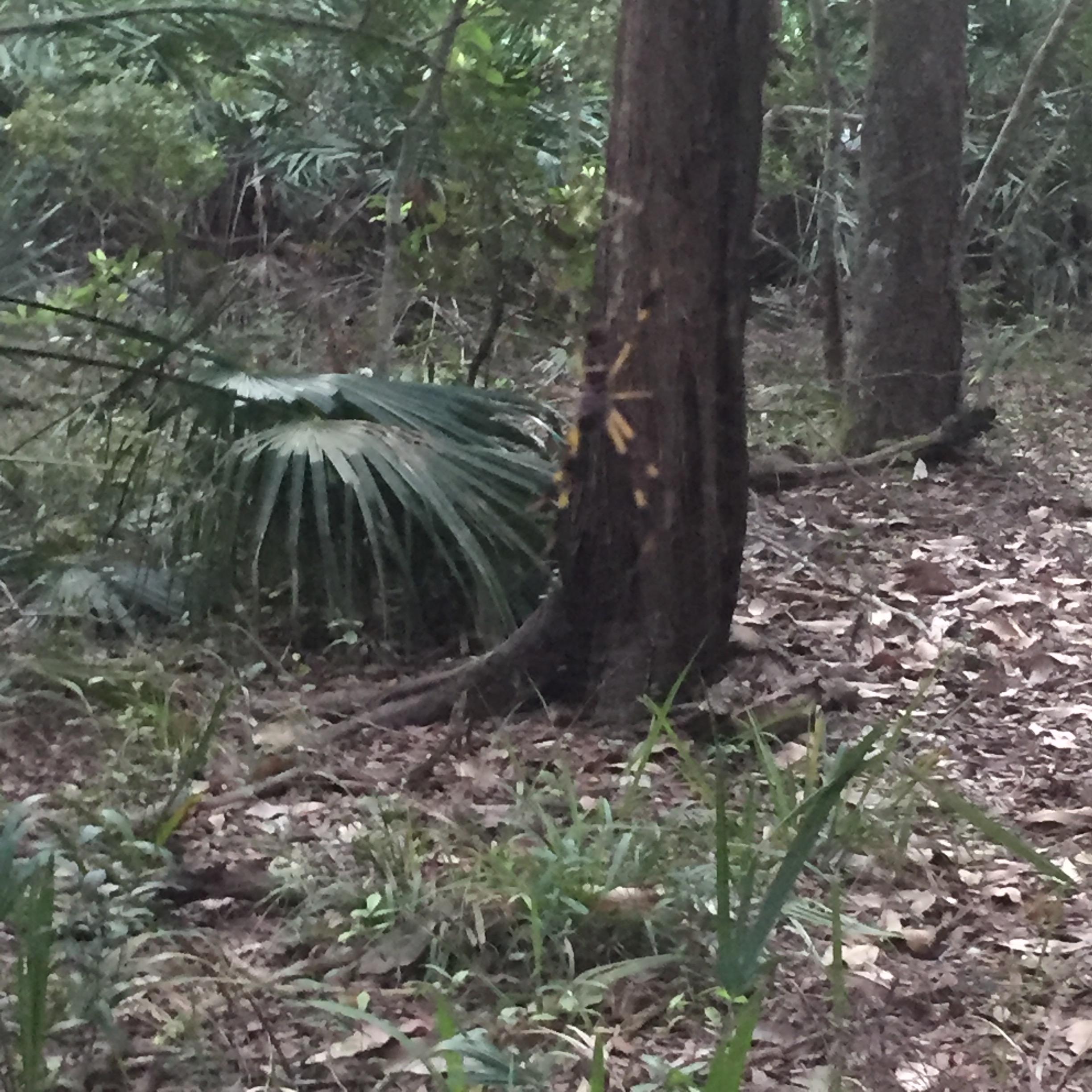 A dense forest scene featuring a tall tree surrounded by various plants and undergrowth. A large spider can be seen perched on the trunk of the tree, partially camouflaged against the bark. The environment is lush with greenery, including palm leaves and scattered foliage on the ground. Moses Creek mountain bike trail.
