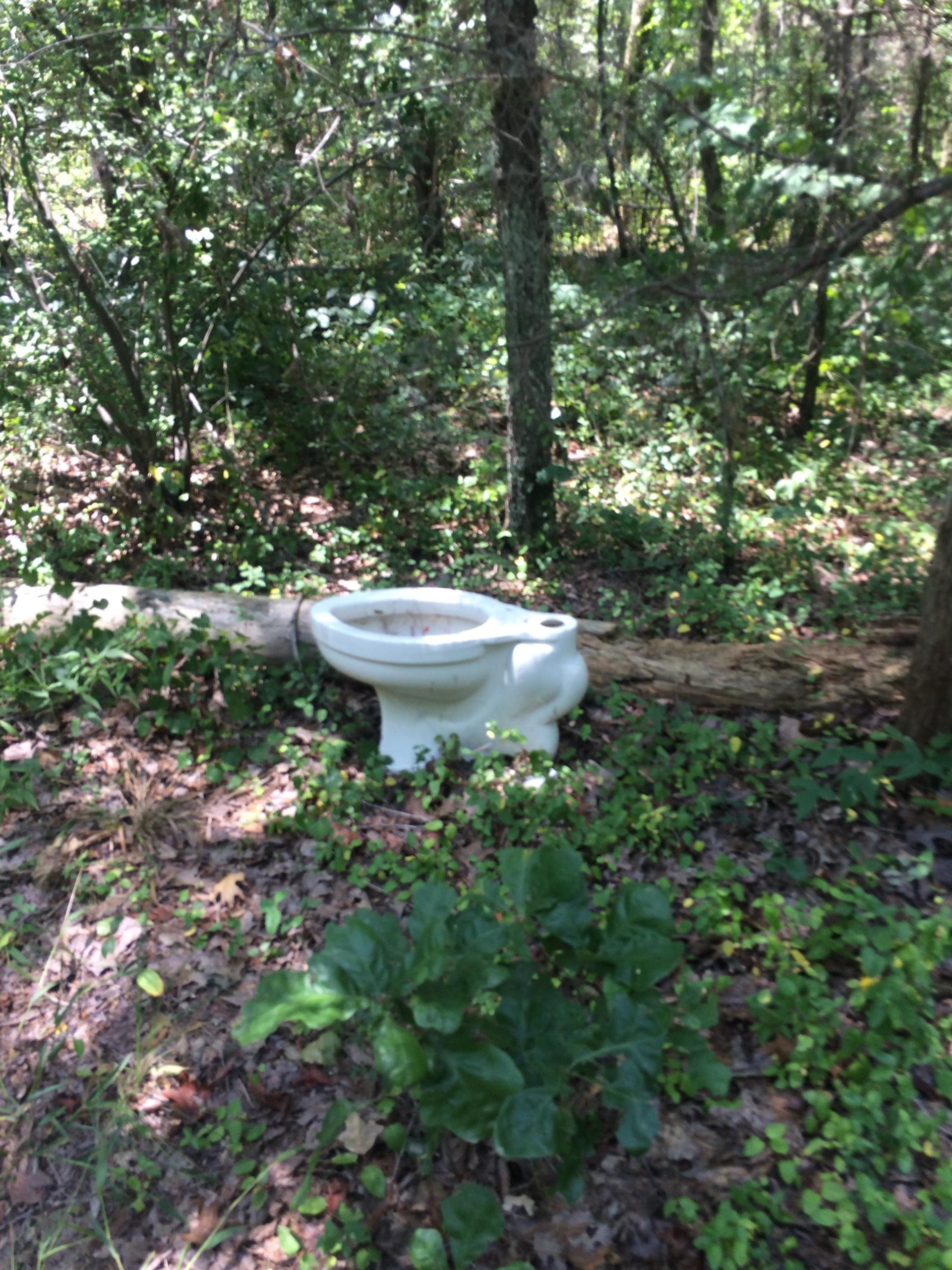 A white toilet sits abandoned among dense greenery in a wooded area, surrounded by trees and underbrush. Southwest District Trail mountain bike trail.