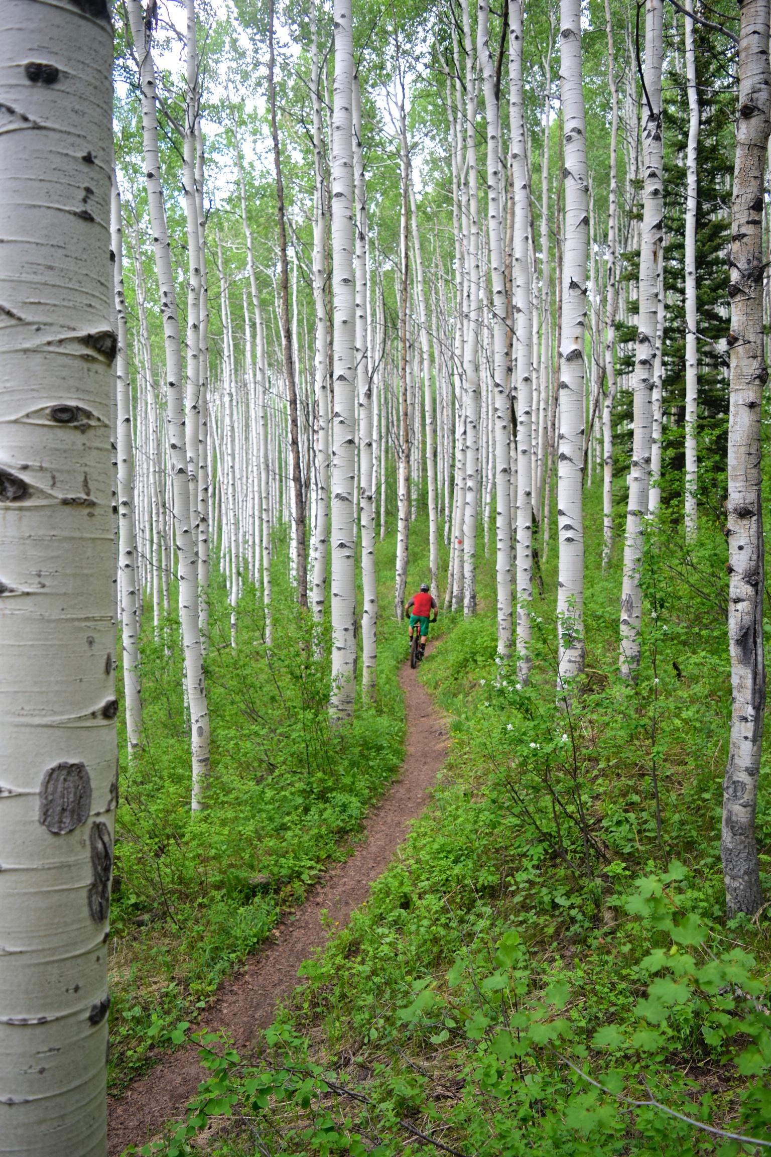 A person riding a mountain bike along a narrow dirt trail surrounded by tall, white-barked aspen trees and lush green foliage. Beaver Creek Ski Resort mountain bike trail.