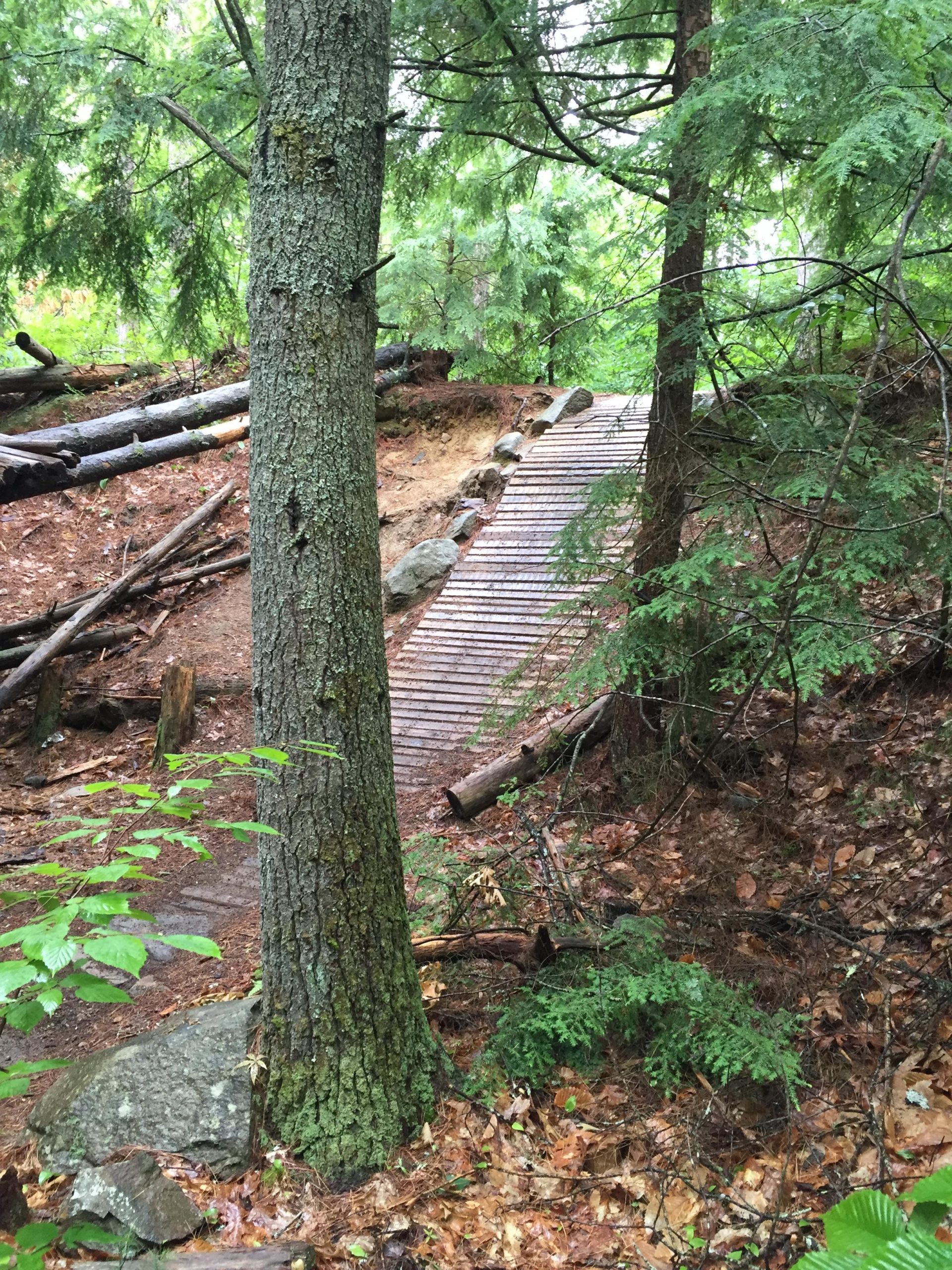 A serene forest scene featuring a wooden path winding through trees and greenery. The path, made of planks, leads up a slight incline with scattered rocks and logs nearby, set against a backdrop of lush foliage and a forest floor covered in pine needles and fallen leaves. Depot Road Singletracks/FOMBA mountain bike trail.