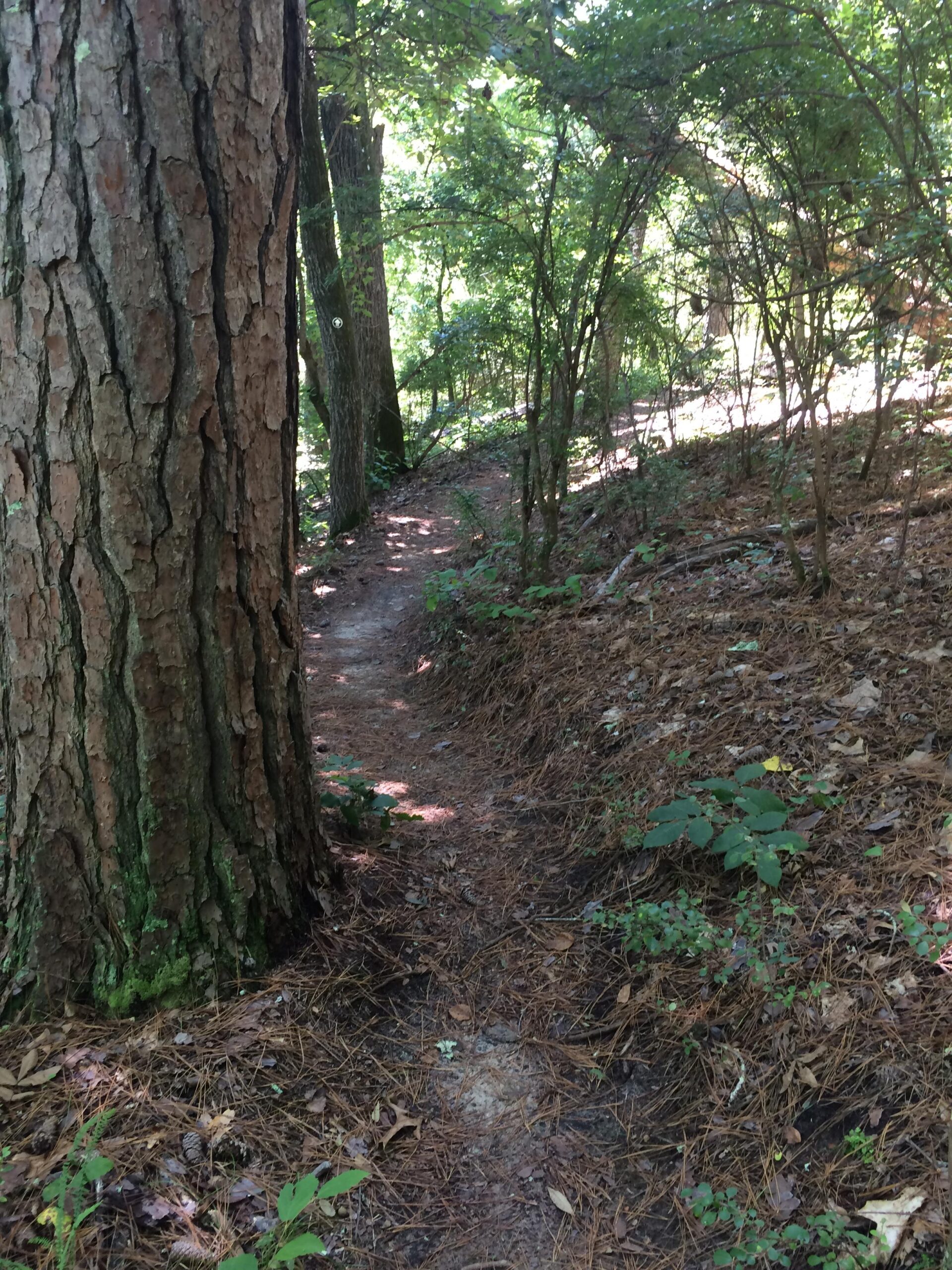 A narrow dirt pathway winding through a dense forest, flanked by tall trees and lush vegetation. The ground is covered with pine needles and leaves, and sunlight filters through the foliage, casting dappled shadows along the trail. Poinsett State Park mountain bike trail.