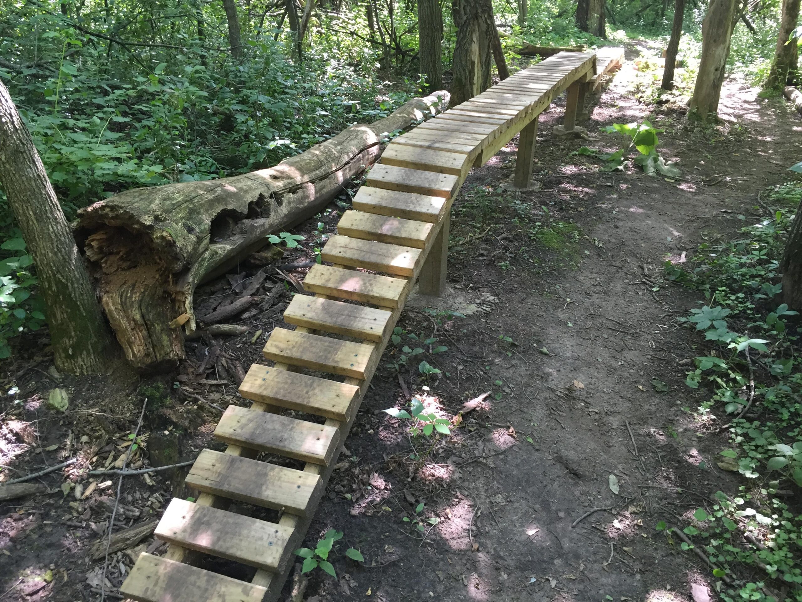 A wooden bridge made from planks, crossing over a small section of forest floor, surrounded by lush green vegetation and trees. A large, partially decomposed log is visible beside the bridge, adding to the natural setting of the woodland trail. Bertram Chain of Lakes Trail mountain bike trail.