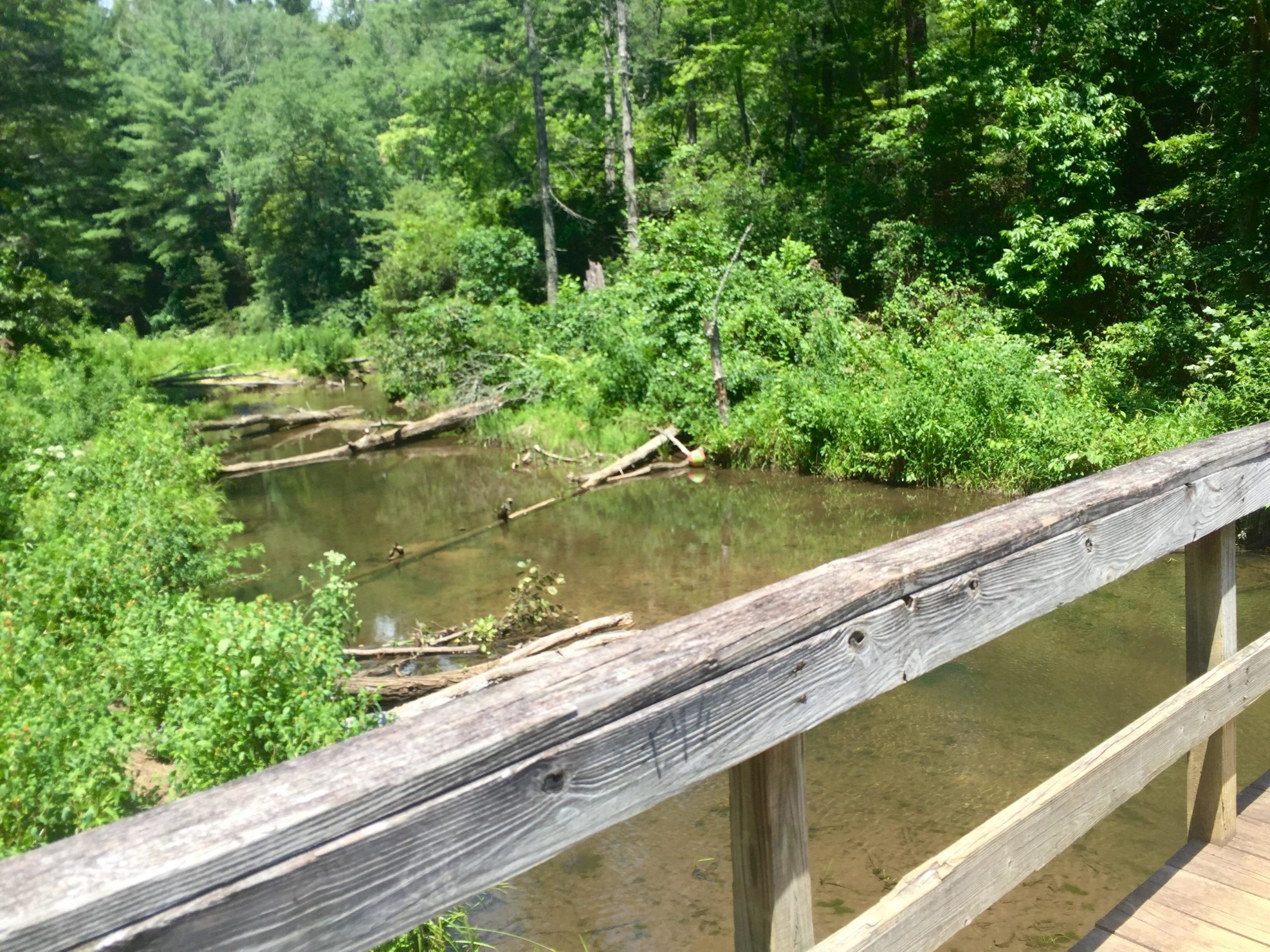 A wooden bridge extends over a tranquil stream surrounded by lush greenery, including various trees and dense foliage. Sunlight filters through the leaves, casting a warm glow on the water and emphasizing the serene atmosphere of the natural setting. Bent Creek mountain bike trail.