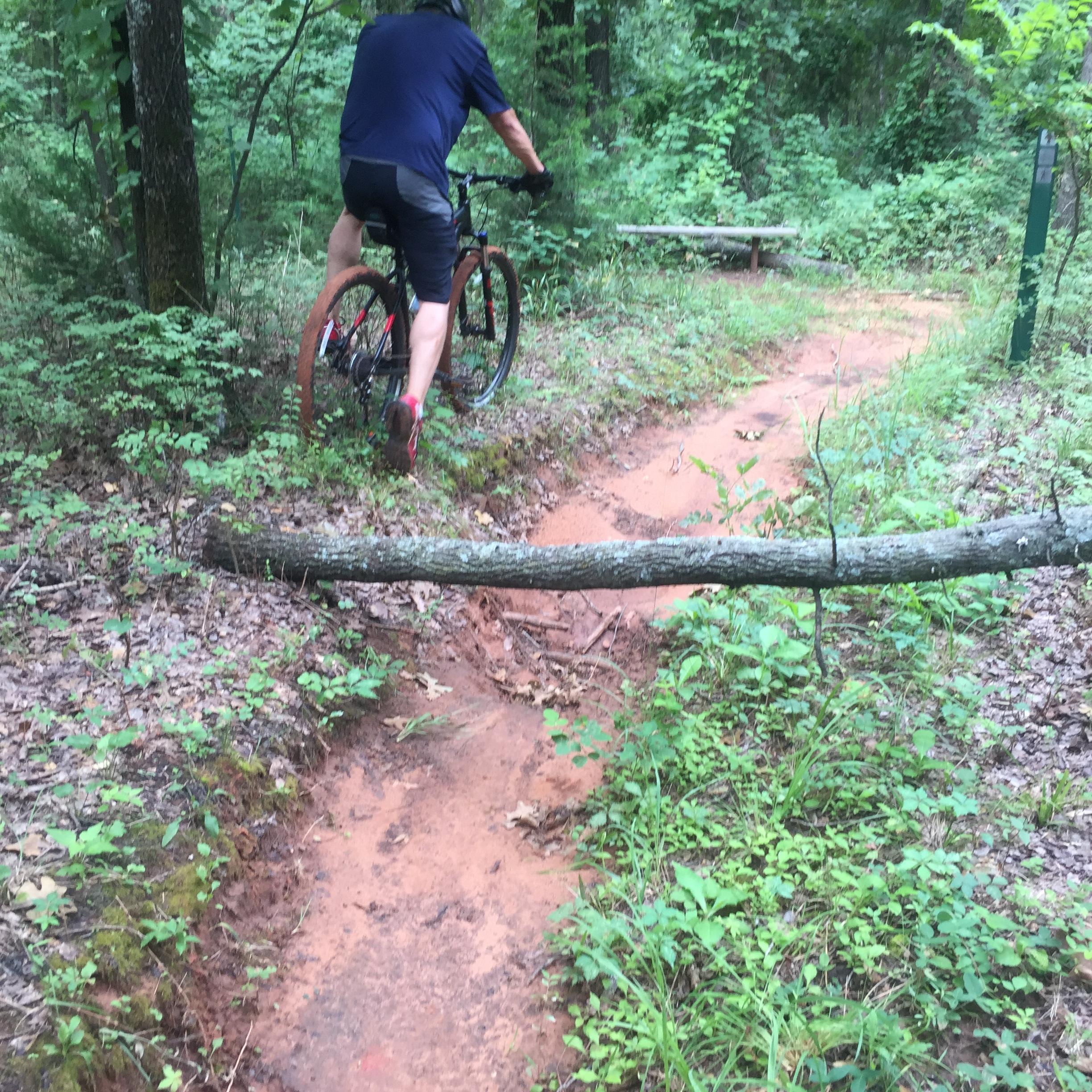 A person riding a mountain bike along a dirt trail surrounded by greenery in a forest. A fallen tree branch crosses the path, and there are patches of reddish dirt and various plants along the trail. Thunderbird Lake Clear Bay mountain bike trail.