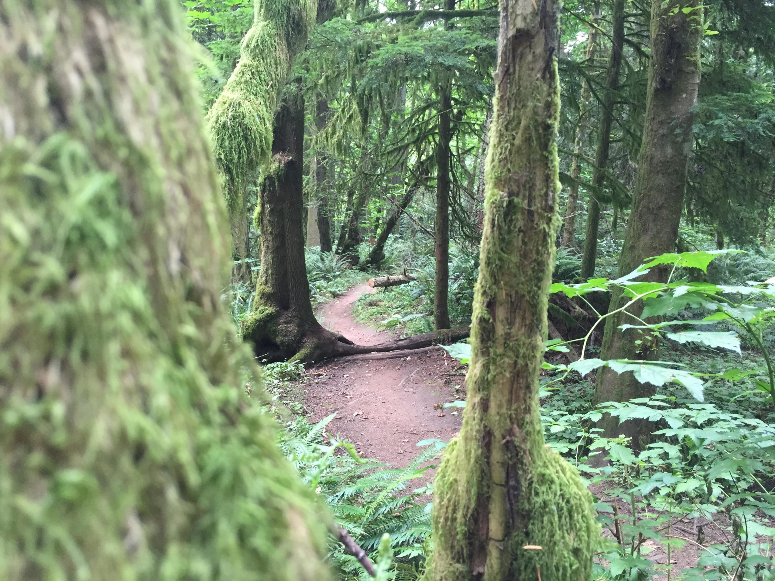 A winding dirt path through a lush green forest, framed by moss-covered trees. Ferns and other greenery surround the trail, creating a serene, natural atmosphere. Round Lake mountain bike trail.