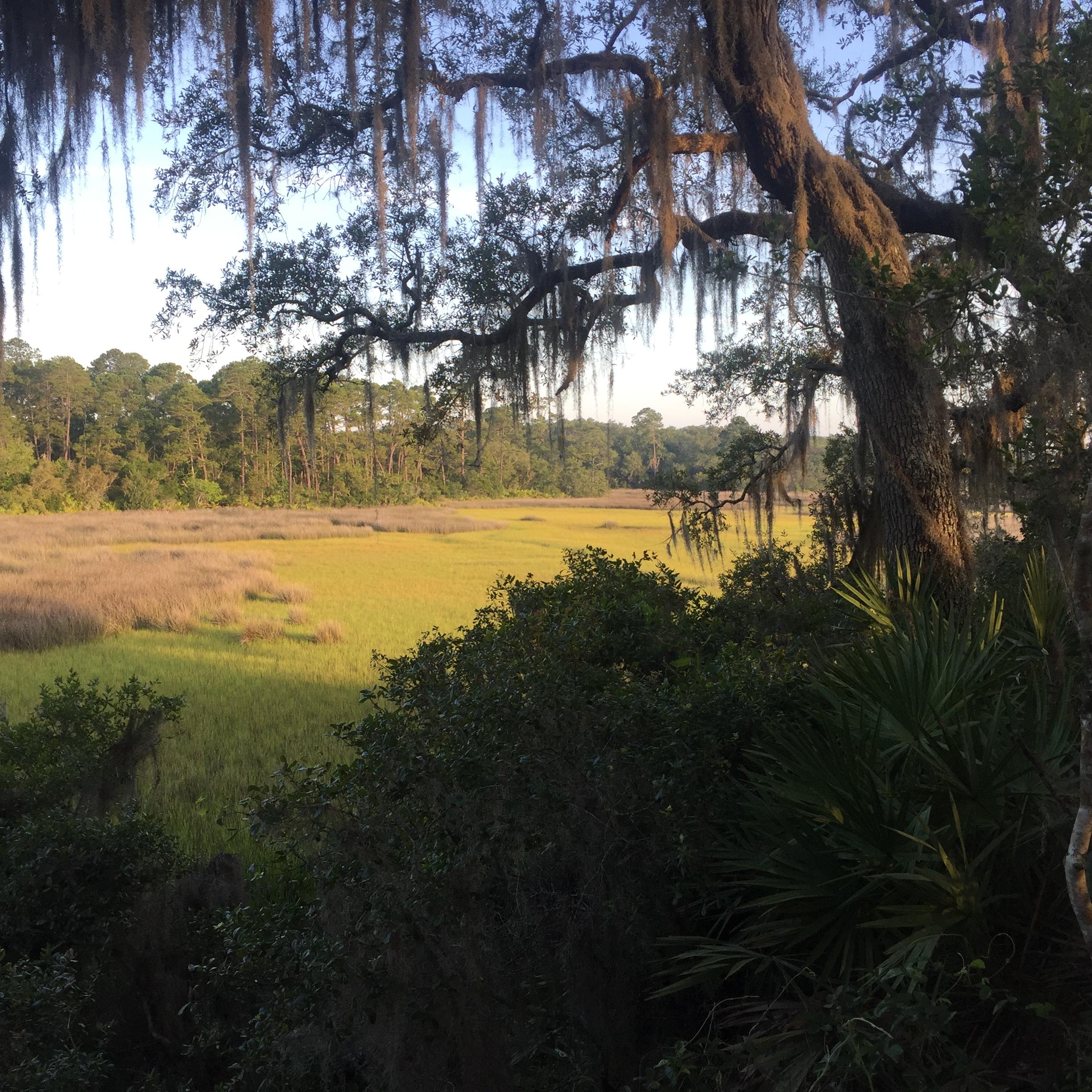 A scenic view of a coastal marshland, featuring lush greenery and tall grasses bathed in warm sunlight. Overhanging branches with Spanish moss frame the scene, while a backdrop of tall trees stretches into the distance, creating a tranquil, natural setting. Moses Creek mountain bike trail.