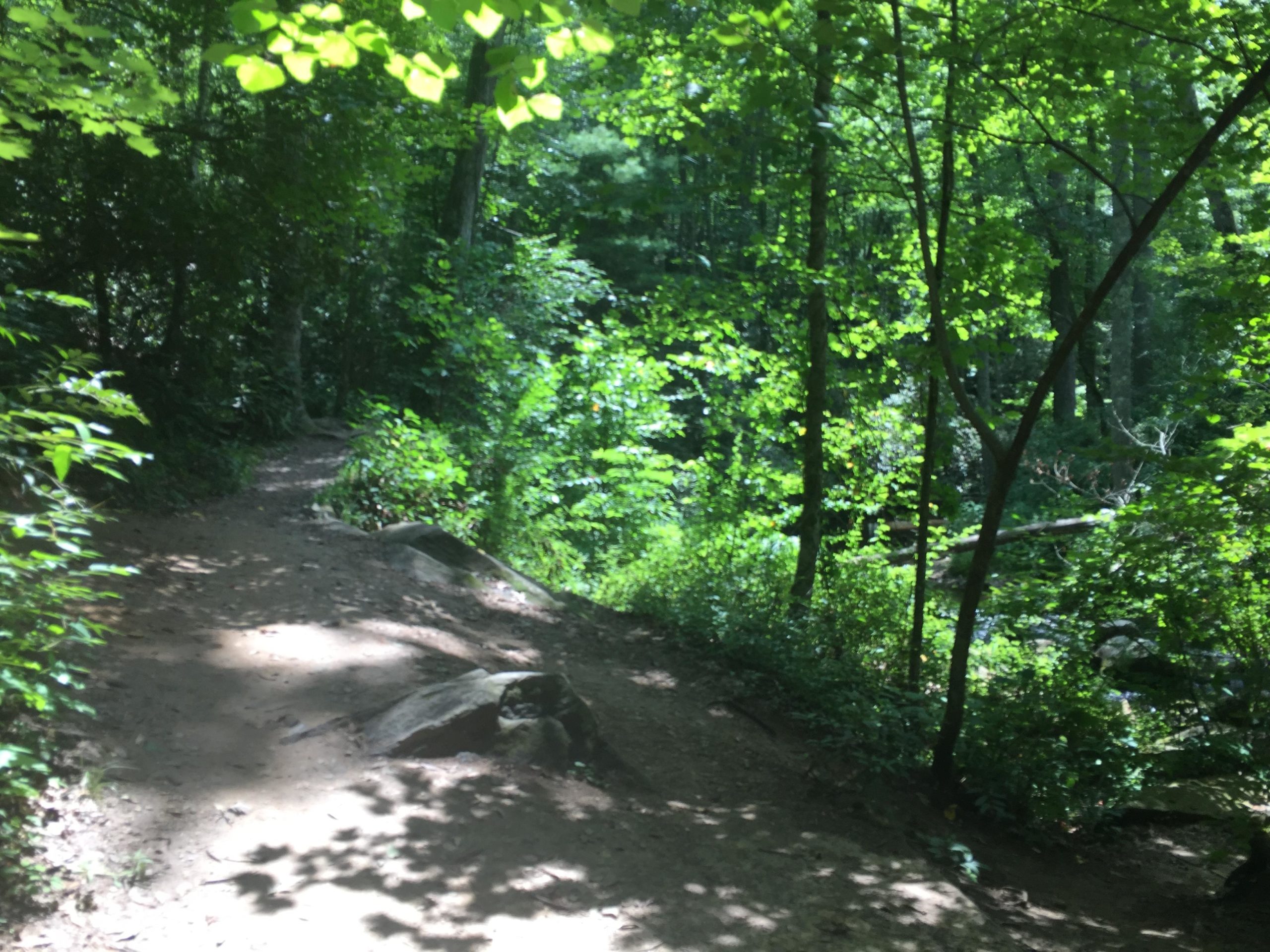 A winding dirt path through a lush green forest, surrounded by trees and foliage, with dappled sunlight filtering through the leaves. Rocks line the edges of the trail, creating a natural and serene hiking environment. Bent Creek mountain bike trail.