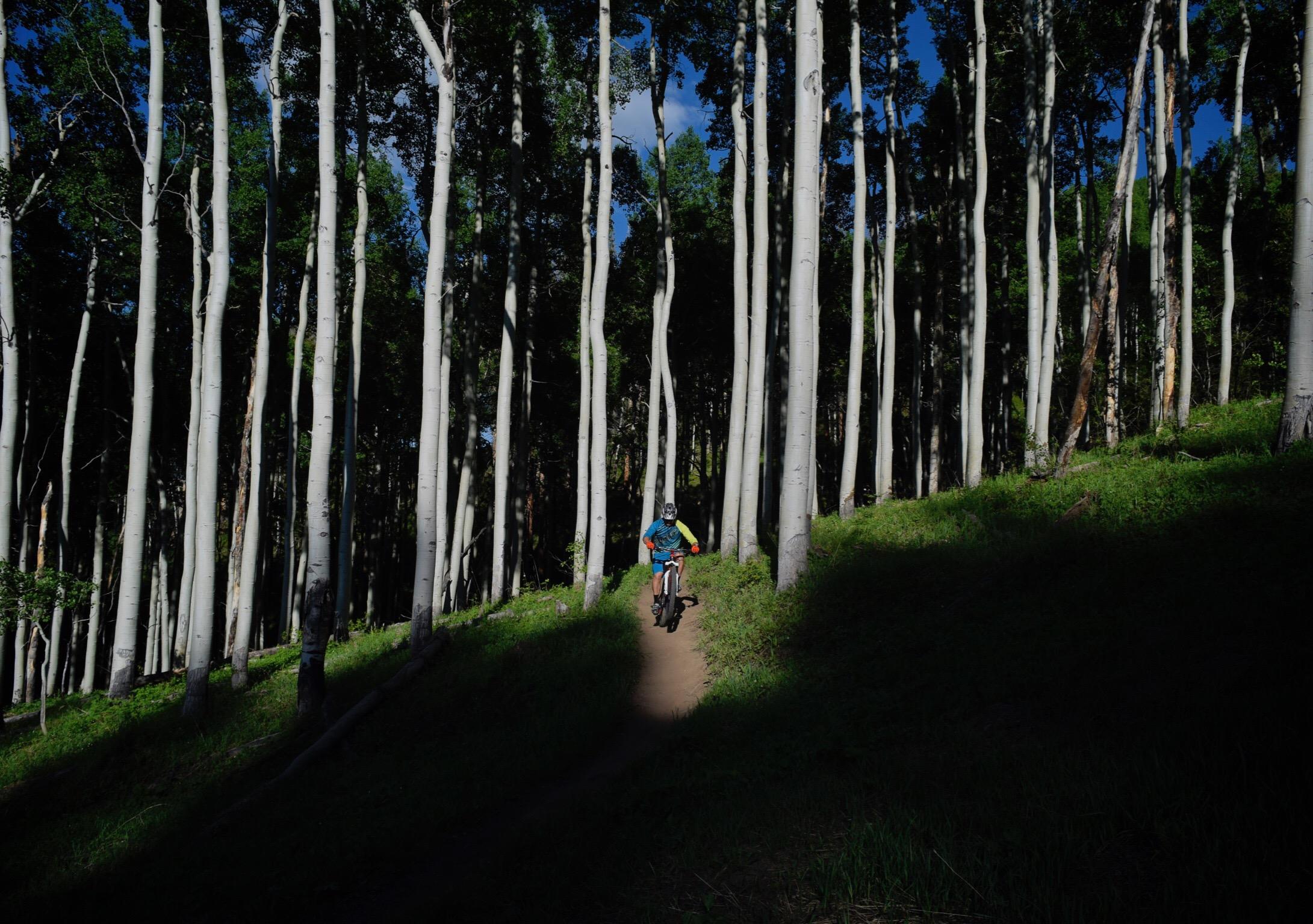 A mountain biker riding along a dirt trail surrounded by tall, slender trees in a sunlit forest, with a mix of light and shadows on the ground. Vail Mountain Bike Park mountain bike trail.