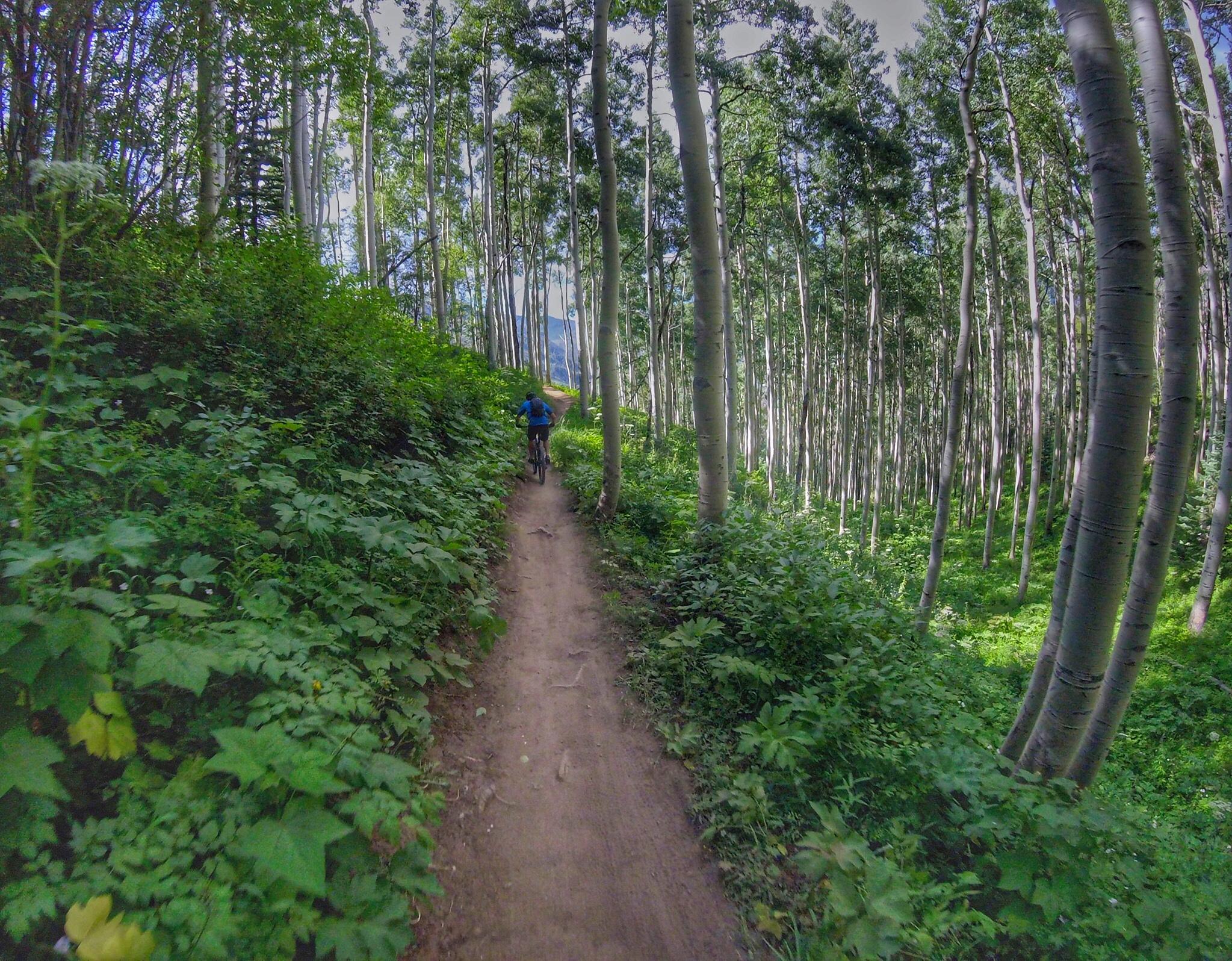 A person riding a mountain bike on a winding dirt trail surrounded by tall, green aspen trees and vibrant underbrush in a sunlit forest. Vail Mountain Bike Park mountain bike trail.