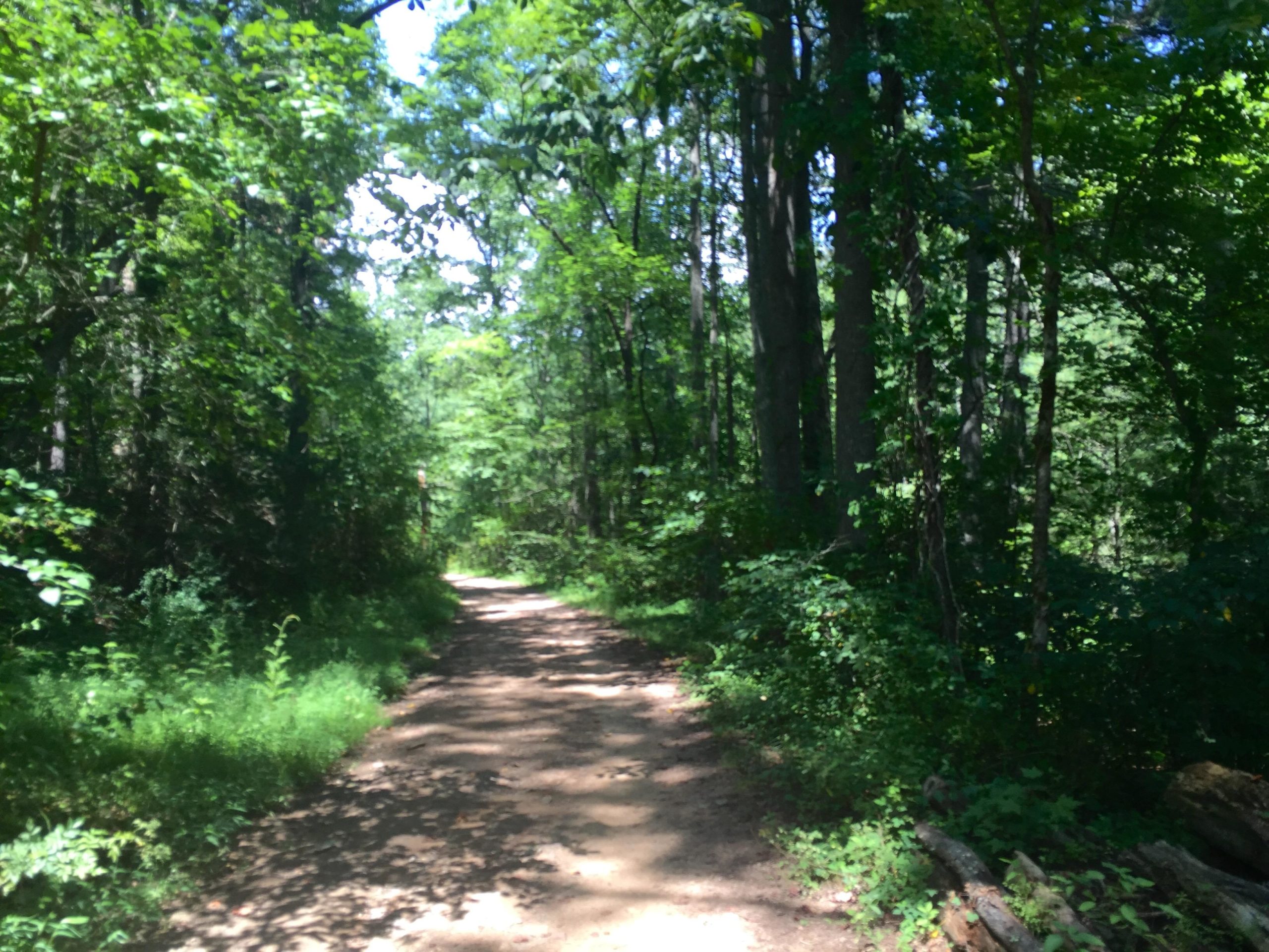 A narrow dirt path winding through a lush green forest, surrounded by tall trees and dense vegetation, with dappled sunlight filtering through the leaves. Bent Creek mountain bike trail.