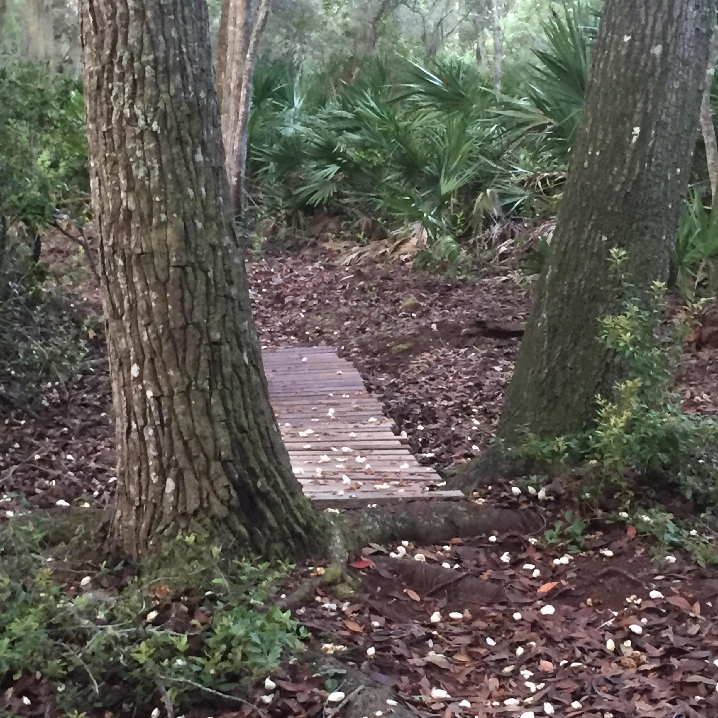 A narrow wooden bridge leads through a wooded area, framed by two large trees. The ground is covered with fallen leaves and scattered petals, and lush green plants can be seen in the background, creating a tranquil natural setting. Moses Creek mountain bike trail.