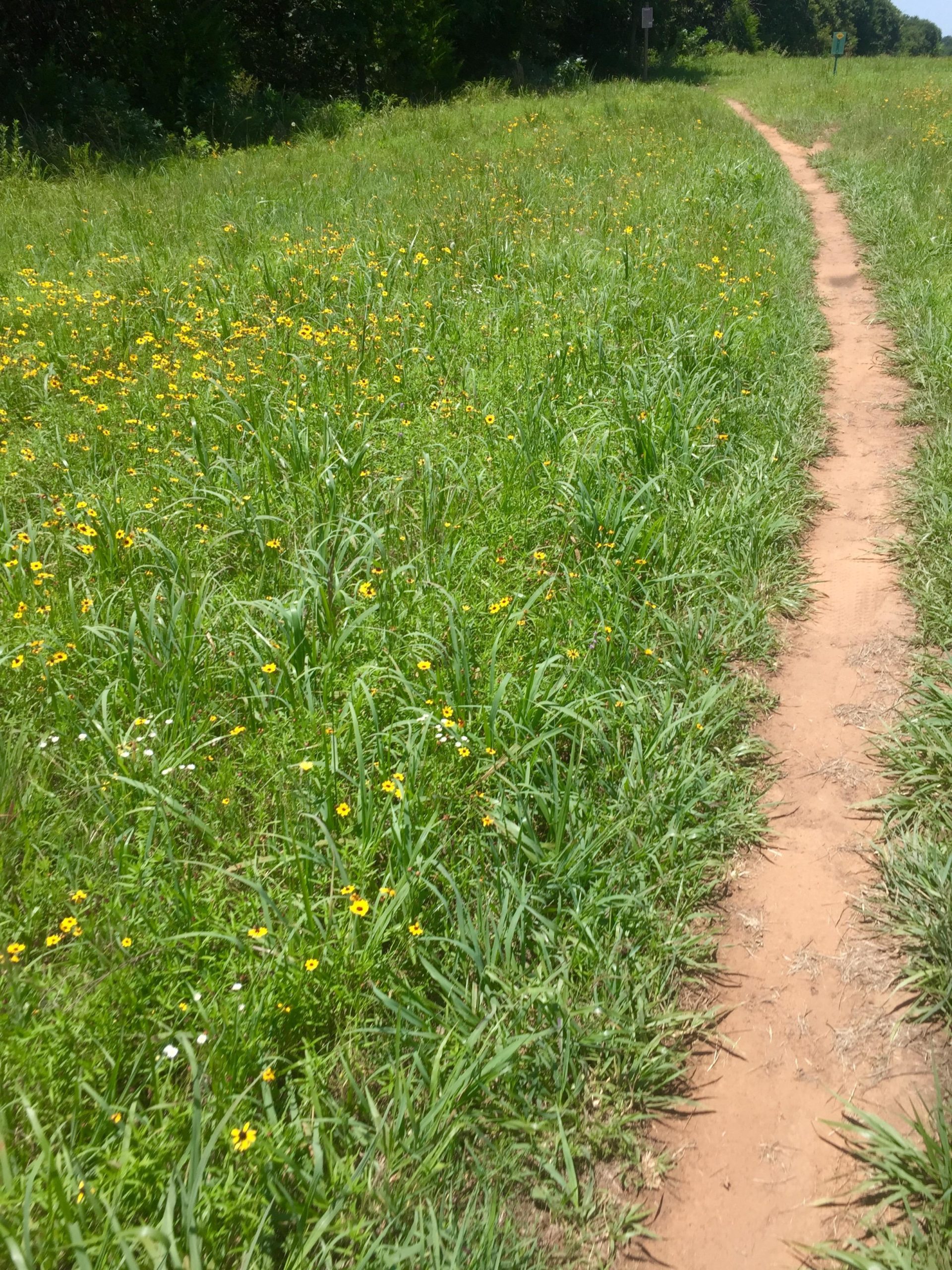 A winding dirt path cuts through a vibrant field of tall green grass and yellow wildflowers under a clear blue sky. Lush vegetation lines the sides of the path, creating a serene natural landscape. Lake Stanley Draper mountain bike trail.