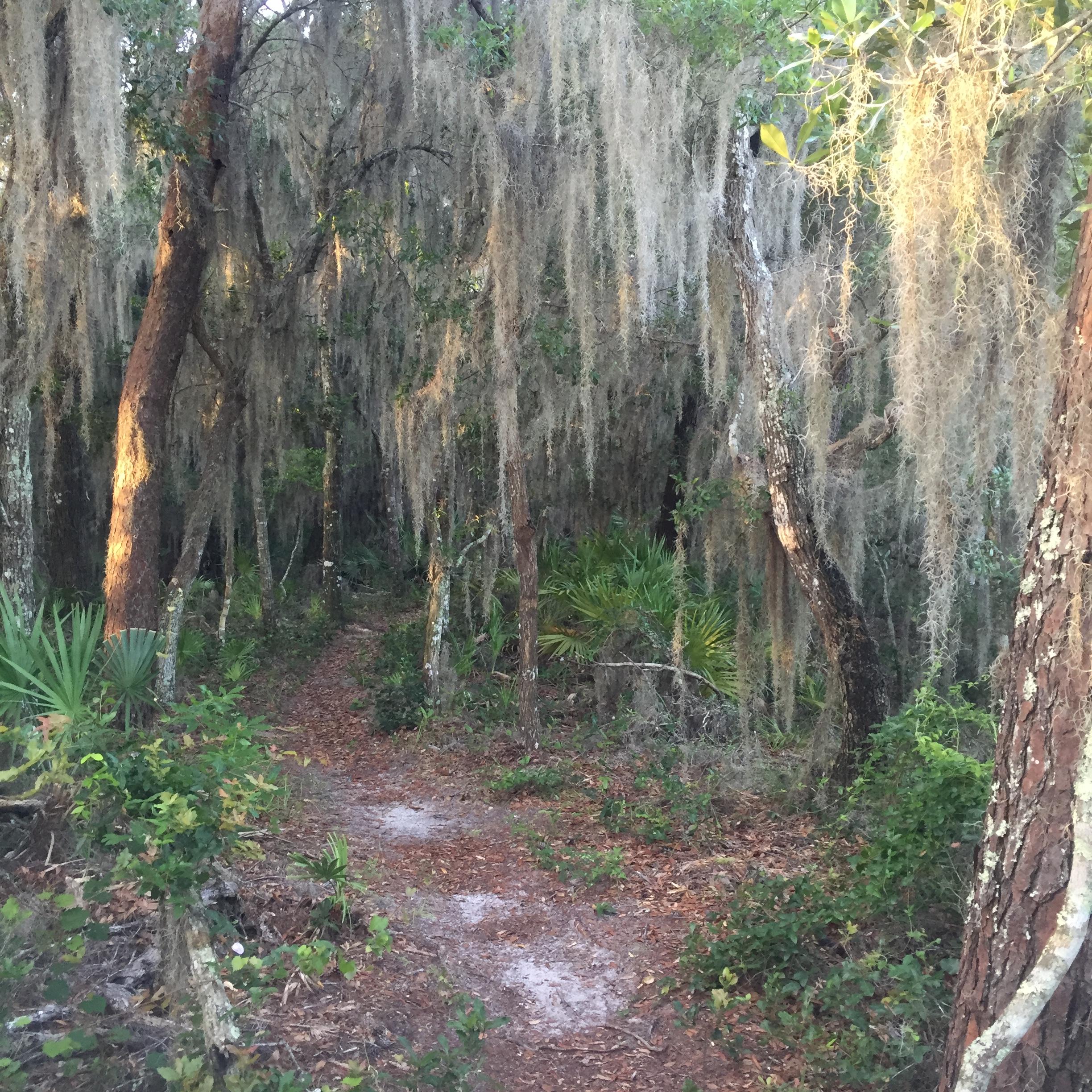 A narrow, winding trail leads through a dense forest filled with tall trees draped in Spanish moss. Sunlight filters through the foliage, illuminating patches of green underbrush and the earthy ground covered in fallen leaves. The scene evokes a serene, natural setting. Moses Creek mountain bike trail.
