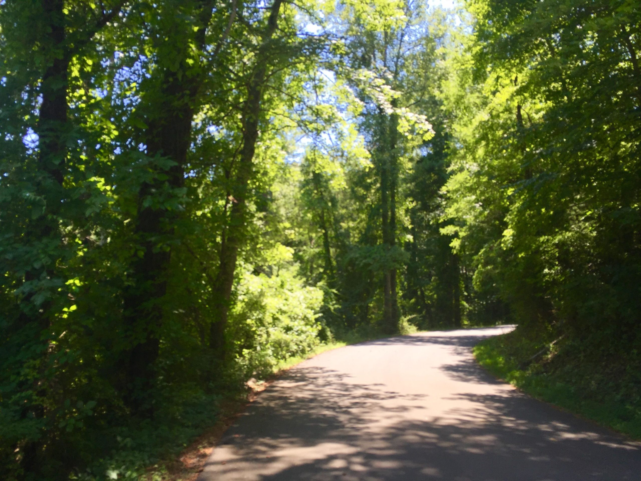 A winding road surrounded by lush green trees under a bright blue sky, showcasing the serenity of a natural landscape. Bent Creek mountain bike trail.