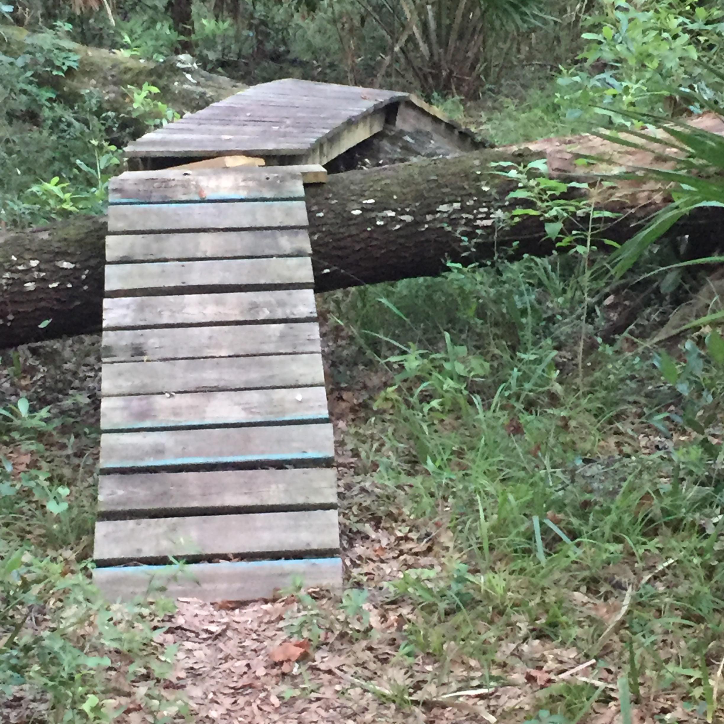 A wooden footbridge made of planks, positioned over a fallen log in a lush forest setting, surrounded by greenery and leaf litter. Moses Creek mountain bike trail.
