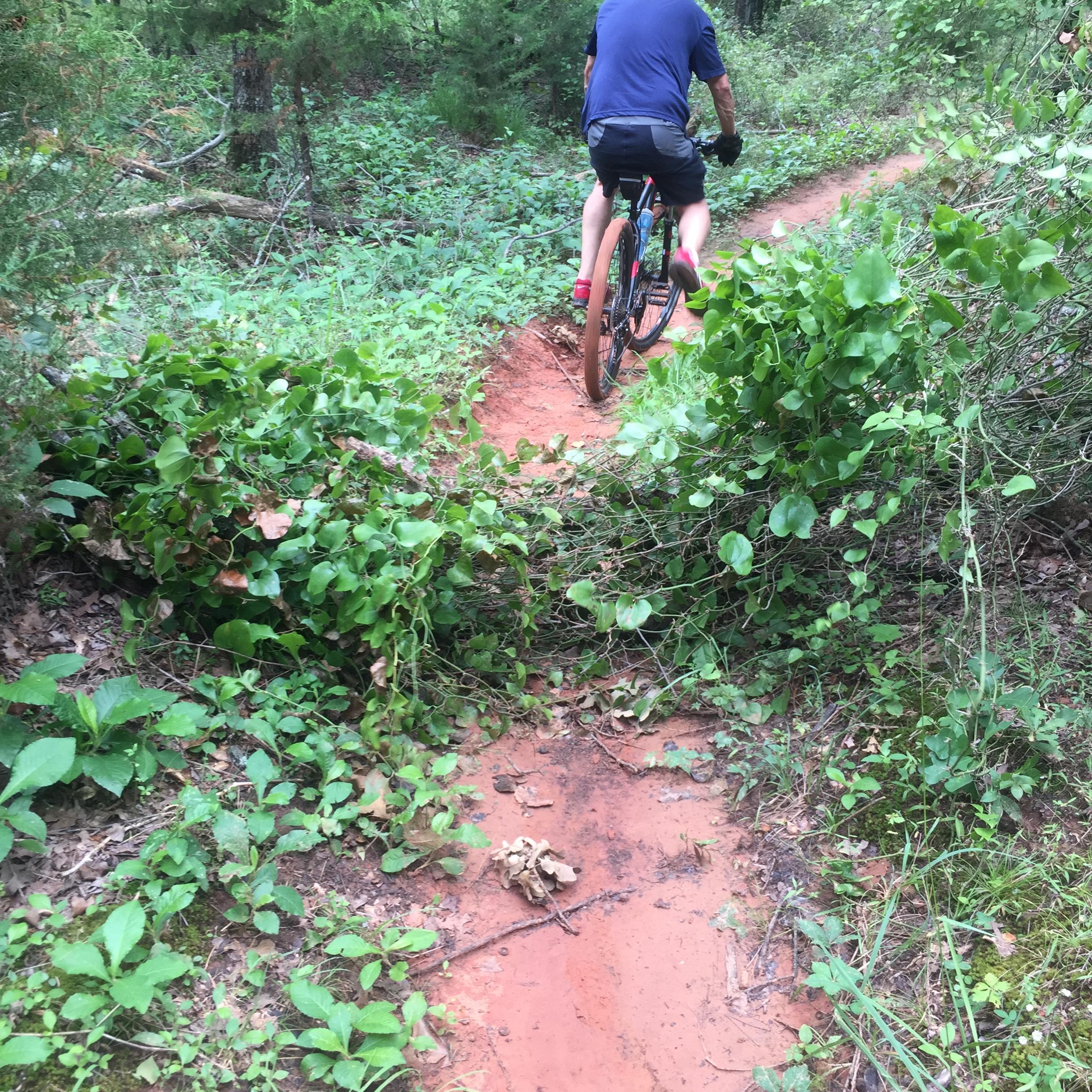 A person riding a mountain bike along a narrow, dirt trail surrounded by lush greenery. The pathway is slightly muddy and features plants and foliage on either side, indicating a natural outdoor setting. Thunderbird Lake Clear Bay mountain bike trail.