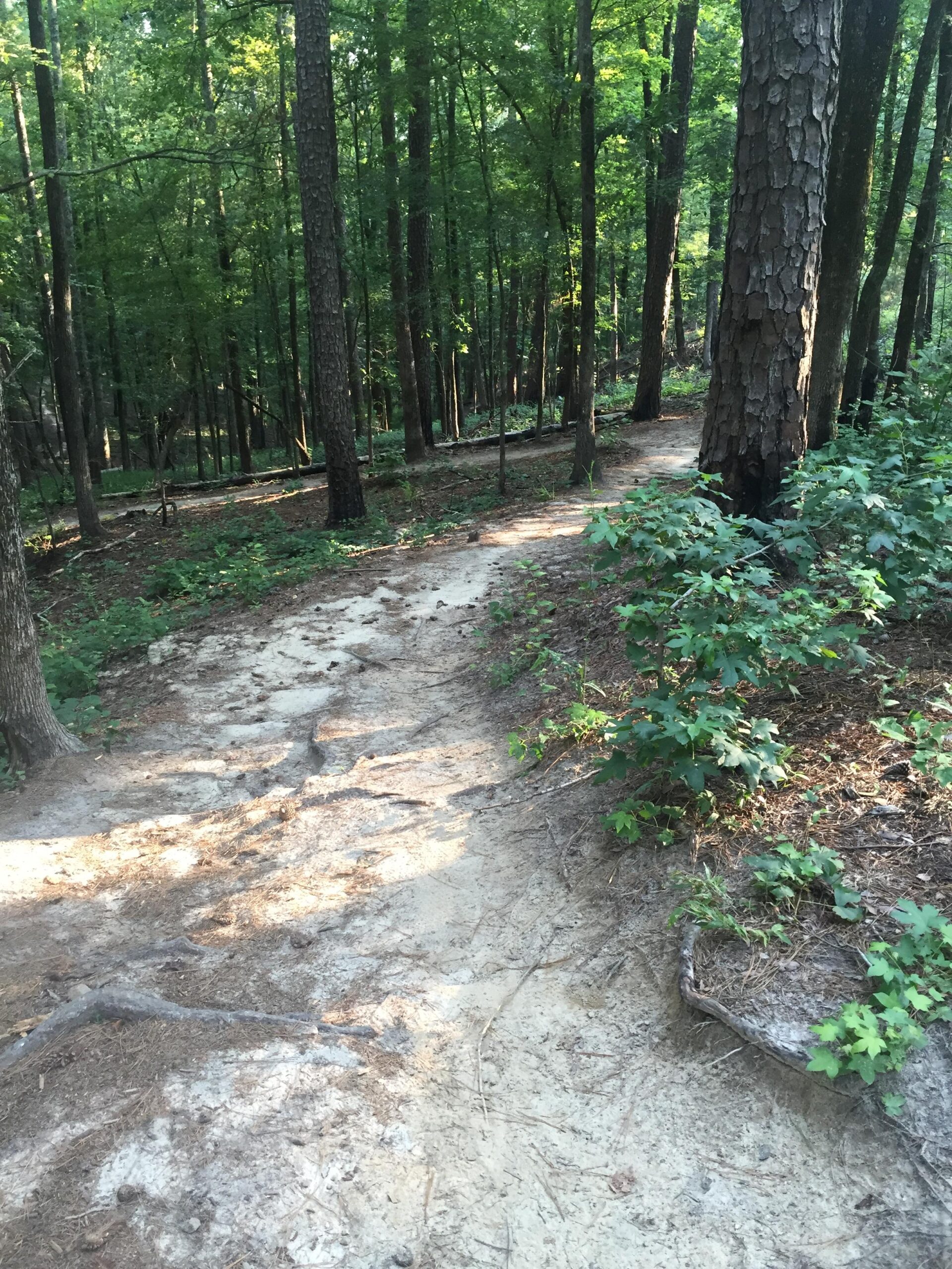 A winding dirt path through a lush green forest, surrounded by tall trees and underbrush. The trail has a sandy surface with visible roots and leaves scattered along the edges, indicating a natural, wooded environment. Sunlight filters through the leaves, casting dappled light on the path. Forks Area Trail System (FATS) mountain bike trail.