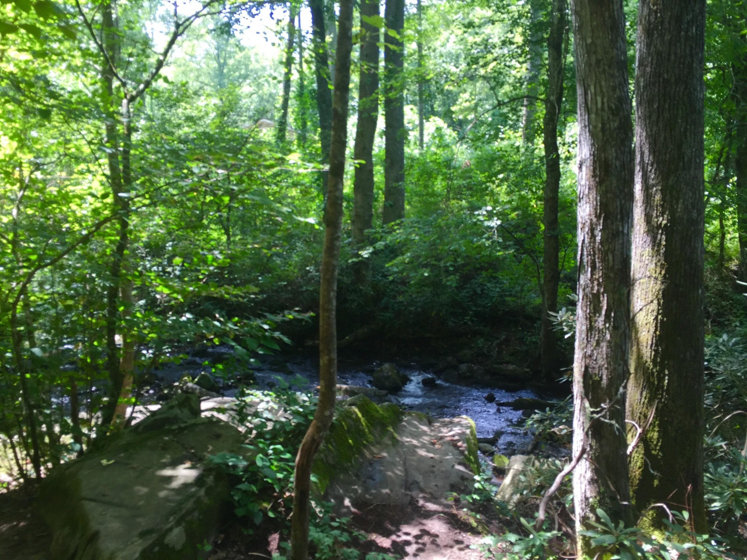 A tranquil forest scene featuring lush green trees and underbrush surrounding a gently flowing stream. Sunlight filters through the leaves, creating dapples of light on the ground and water. Rocks and foliage are visible in the foreground, enhancing the natural beauty of the landscape. Bent Creek mountain bike trail.