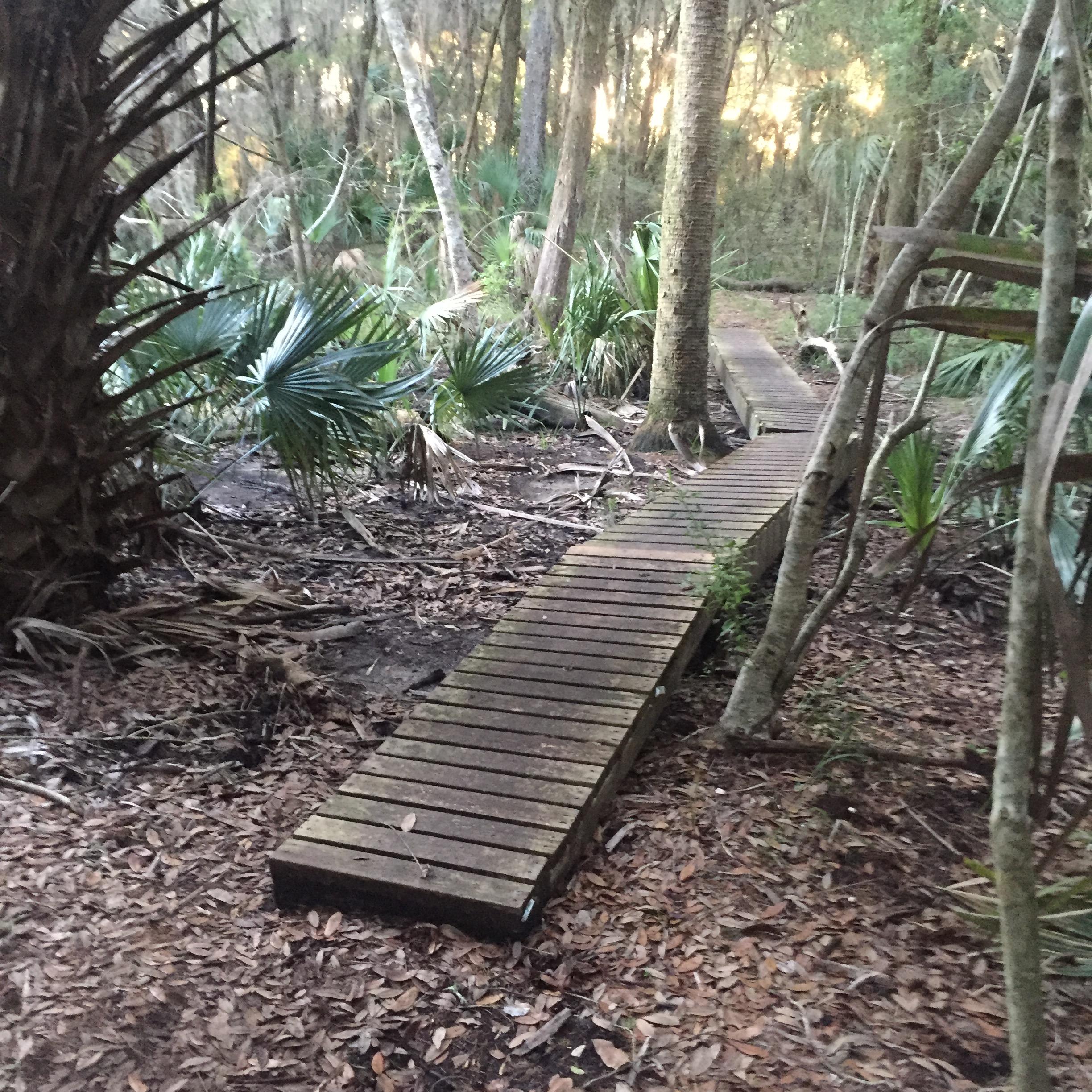 A wooden boardwalk winding through a dense, wooded area filled with palm plants and underbrush. Sunlight filters through the trees, creating a serene and natural atmosphere. Moses Creek mountain bike trail.