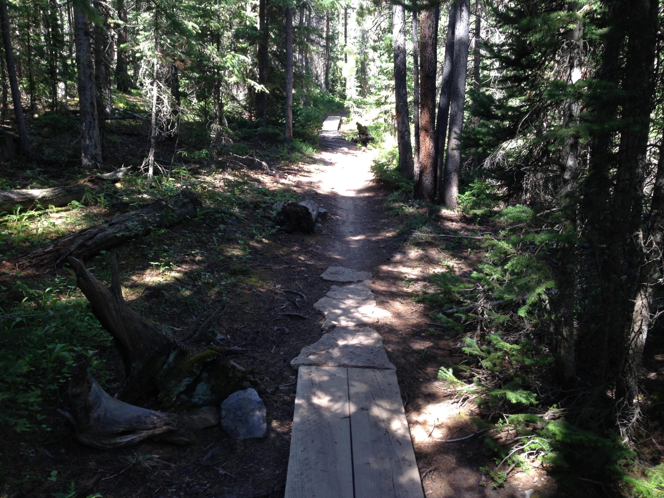 A serene forest pathway winding through tall trees, with sunlight filtering through the branches. The trail is bordered by wooden planks and natural elements, such as logs and green foliage, creating a peaceful hiking environment. Flume Loop mountain bike trail.