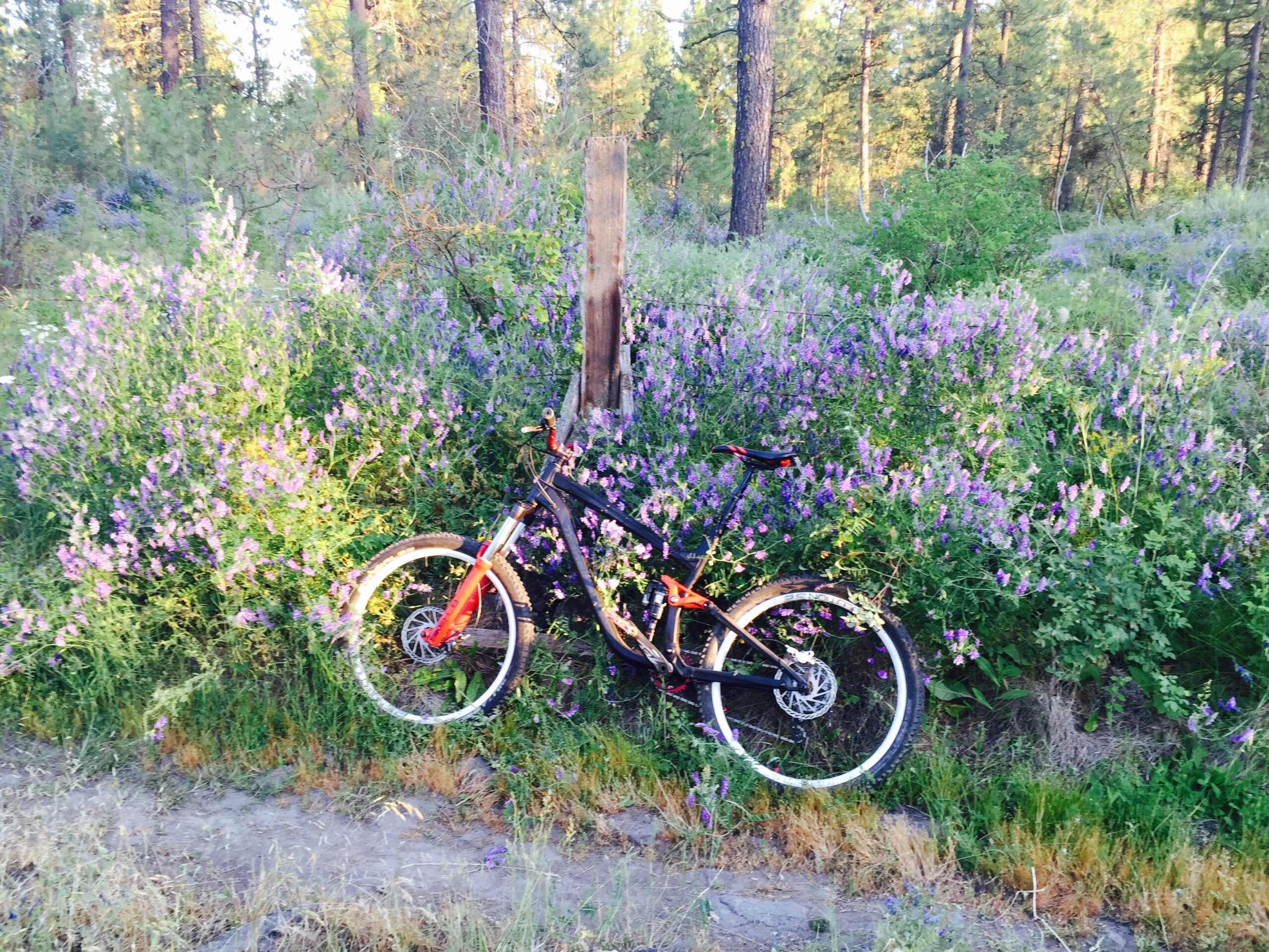 Transition Suppressor: A black mountain bike with orange accents leaning against a wooden post, surrounded by lush greenery and blooming purple flowers in a forested area. Sunlight filters through the trees, creating a warm and inviting atmosphere.