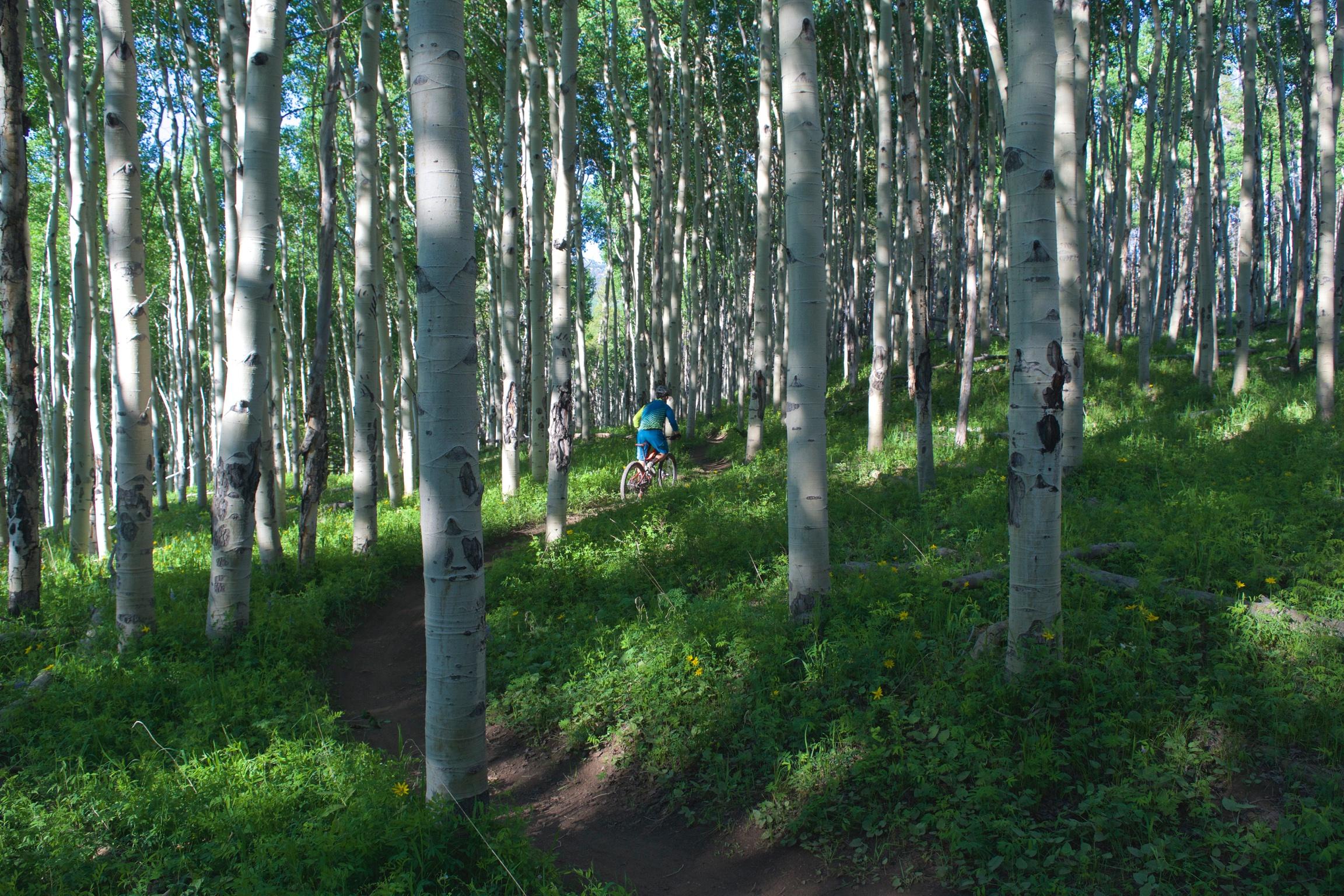 A mountain biker rides along a narrow dirt path through a lush green forest, surrounded by tall, slender aspen trees. Sunlight filters through the leaves, creating a dappled light effect on the ground, while vibrant greenery and wildflowers dot the landscape. Vail Mountain Bike Park mountain bike trail.