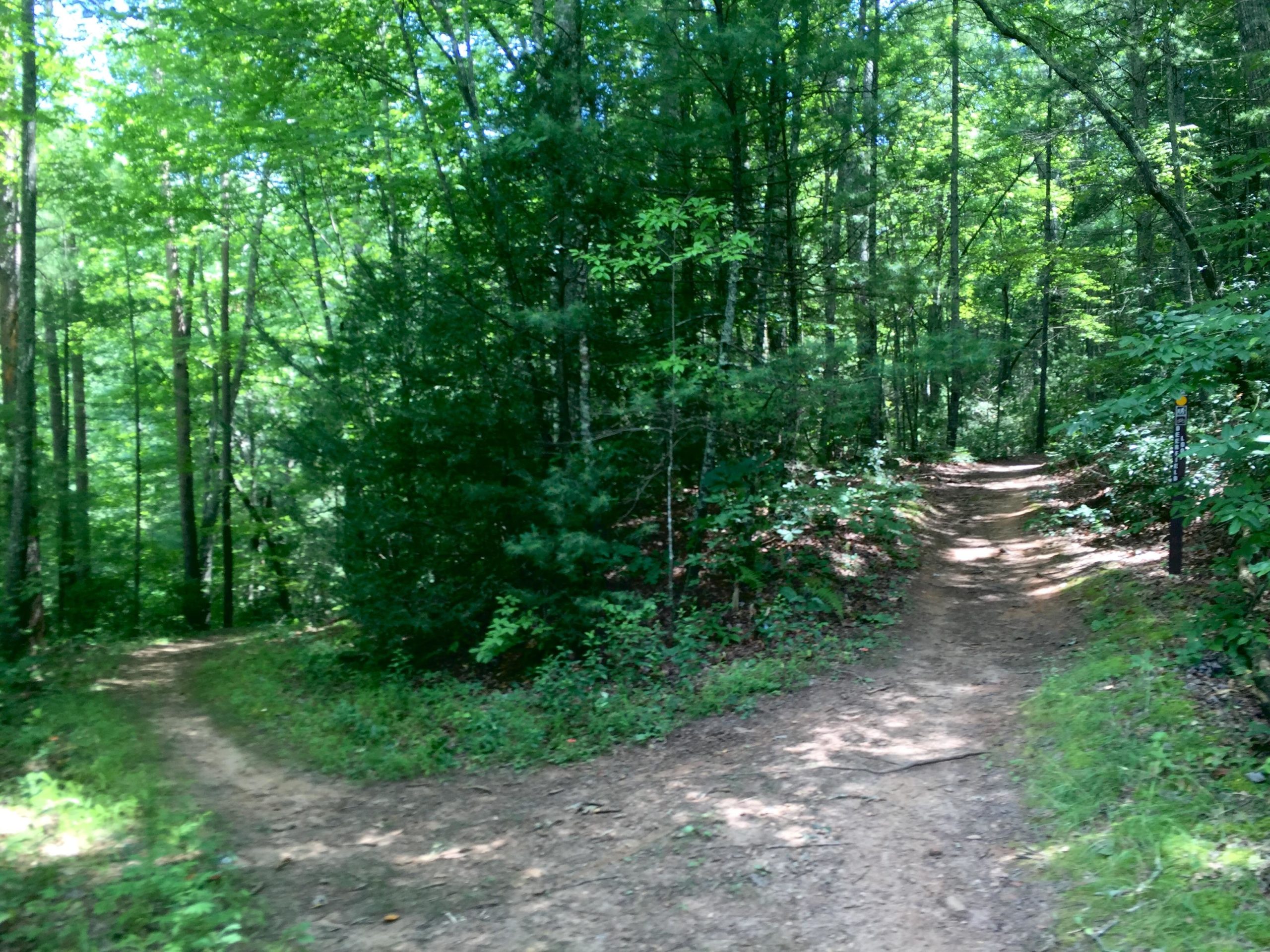 A dirt path surrounded by lush greenery forks into two directions under a canopy of trees, inviting exploration of the wooded area. Bent Creek mountain bike trail.