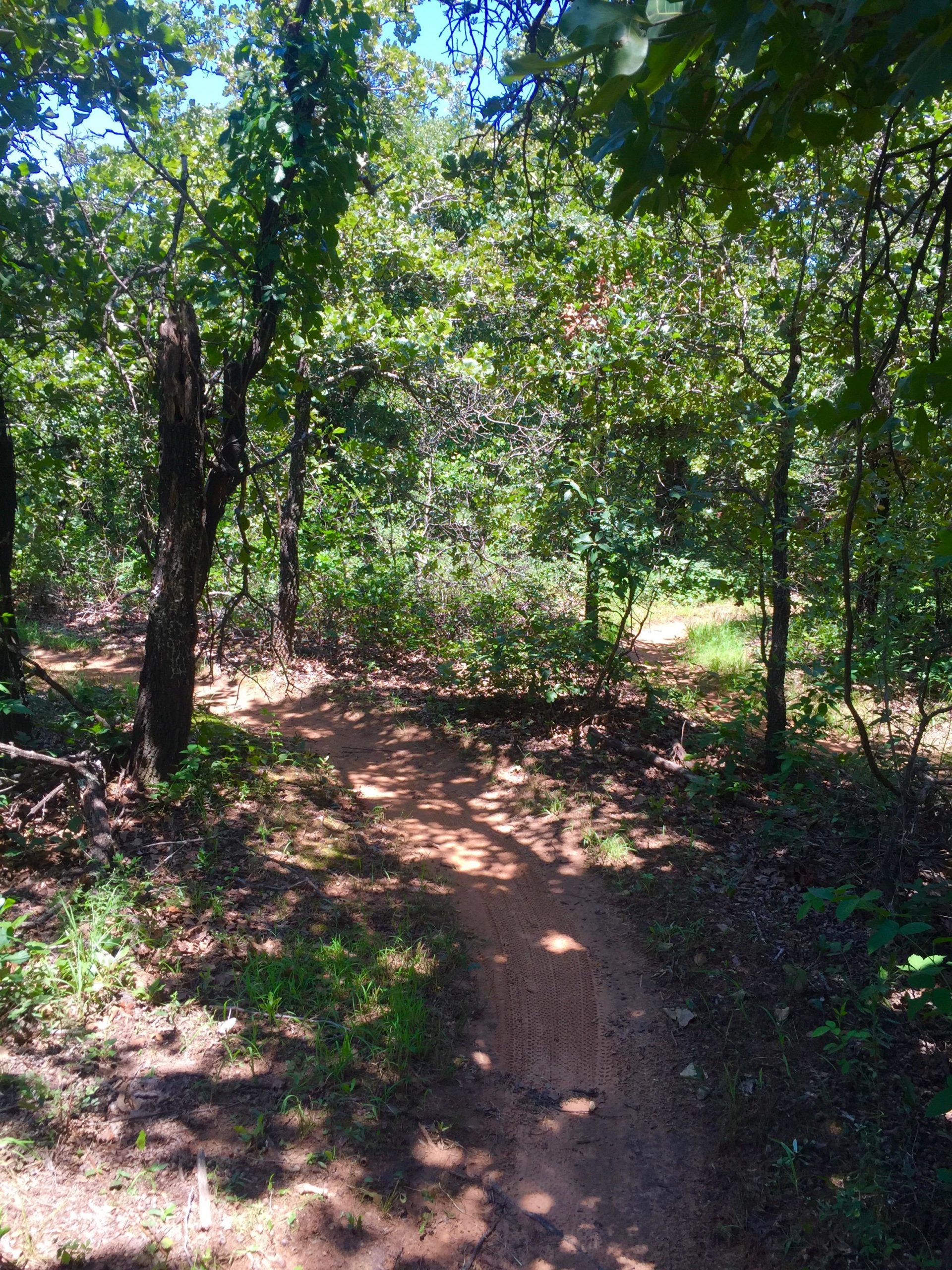 A narrow dirt path winding through a lush green forest, surrounded by trees and underbrush. Sunlight filters through the canopy, illuminating the trail and highlighting patches of grass along the edges. Lake Stanley Draper mountain bike trail.