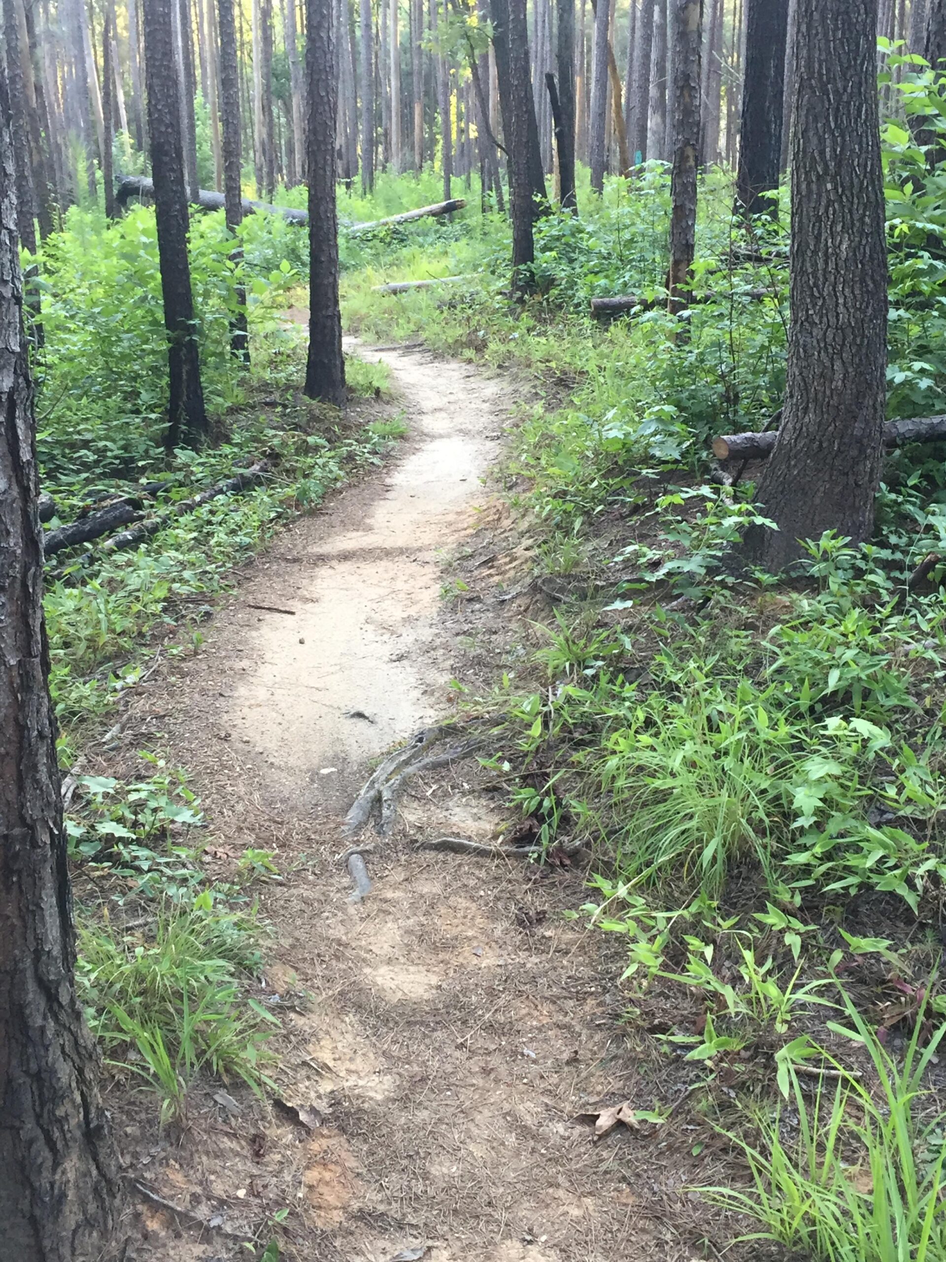 A winding dirt path running through a densely wooded area, flanked by tall trees and lush green underbrush. The trail is slightly overgrown, suggesting it is less frequently used, and the sunlight filters through the branches above. Forks Area Trail System (FATS) mountain bike trail.