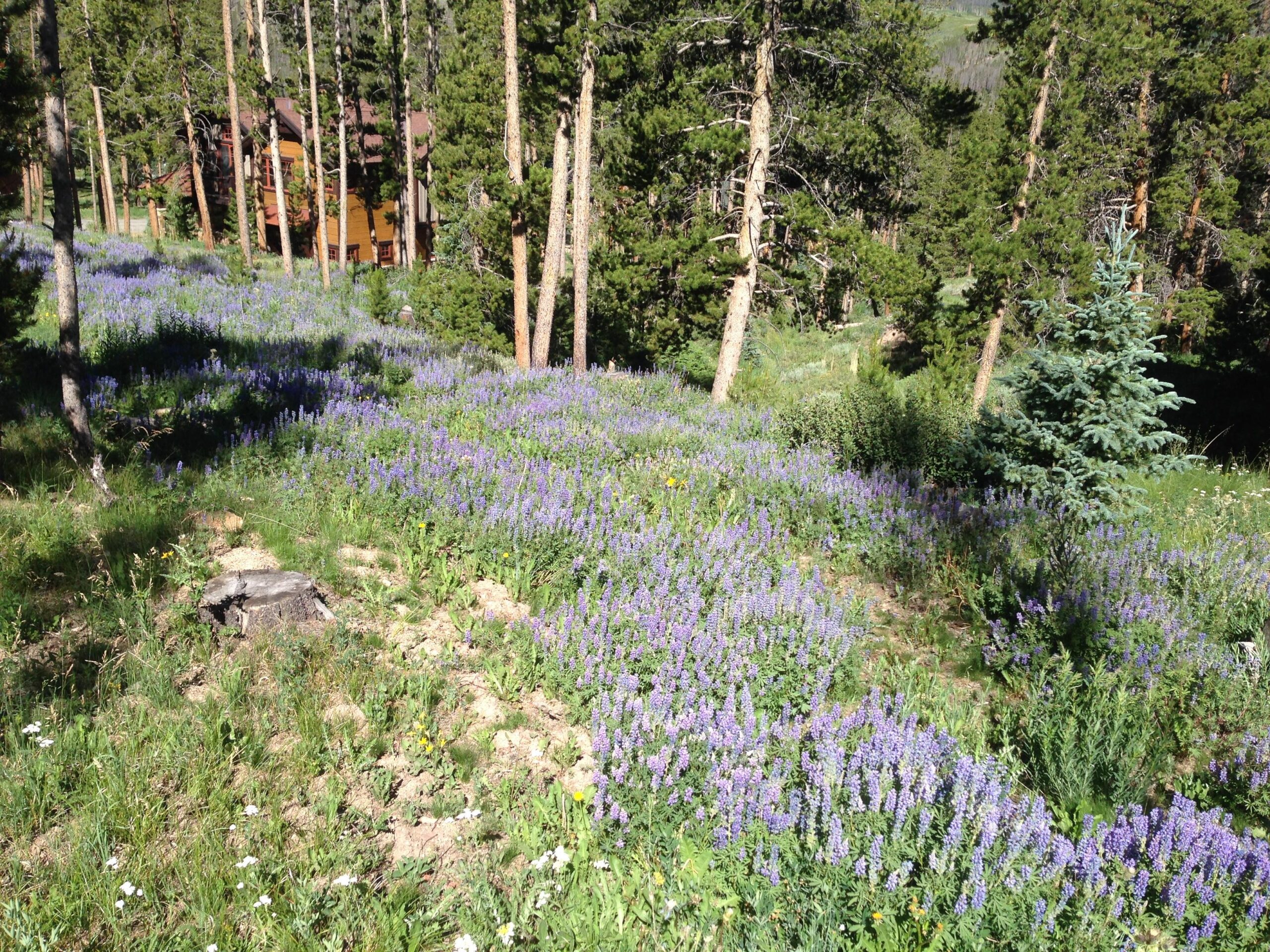 A scenic view of a hillside covered with blooming purple flowers, surrounded by tall green trees. In the background, a wooden cabin is partially visible, nestled among the trees. The lush landscape is bathed in sunlight, creating a vibrant and tranquil atmosphere. Flume Loop mountain bike trail.