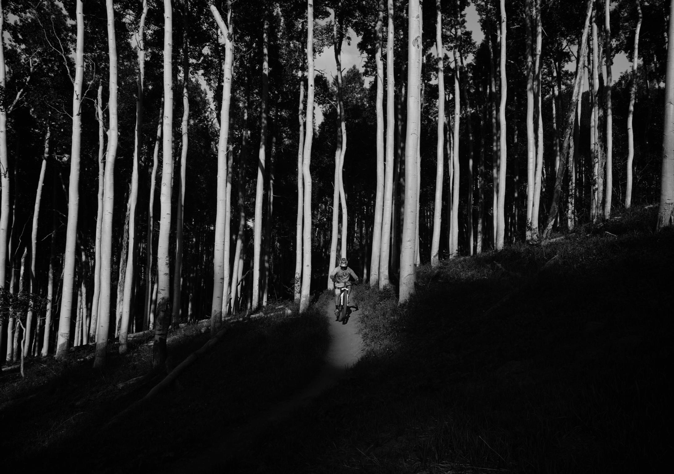 A mountain biker riding on a dirt path through a forest of tall, slender trees. The image is in black and white, highlighting the contrast between the illuminated biker and the shadows of the surrounding trees. Vail Mountain Bike Park mountain bike trail.