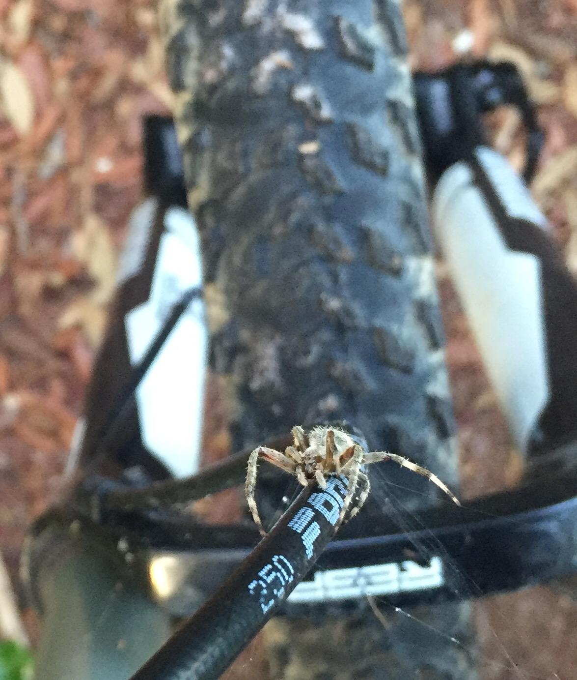 A close-up view of a spider perched on a black bike component, with a blurred bicycle tire and background foliage. The spider is seen from the front, highlighting its legs and body against the contrasting surface of the bike. Moses Creek mountain bike trail.
