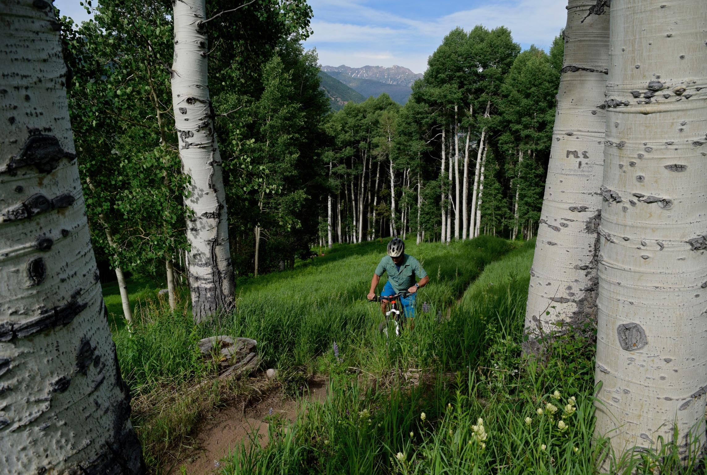 A mountain biker navigating a lush green trail surrounded by tall aspen trees, with mountains visible in the background under a clear blue sky. Vail Mountain Bike Park mountain bike trail.