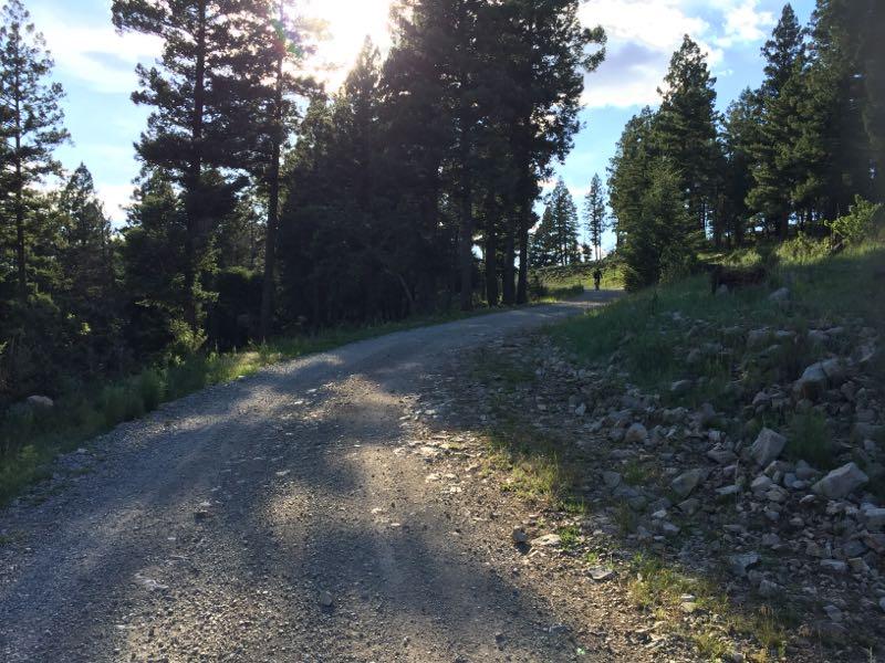 A winding gravel road surrounded by tall pine trees under a bright blue sky, with sunlight filtering through the branches. The path leads into a forested area, with scattered stones and patches of grass along the edges. Pumphouse Ridge mountain bike trail.