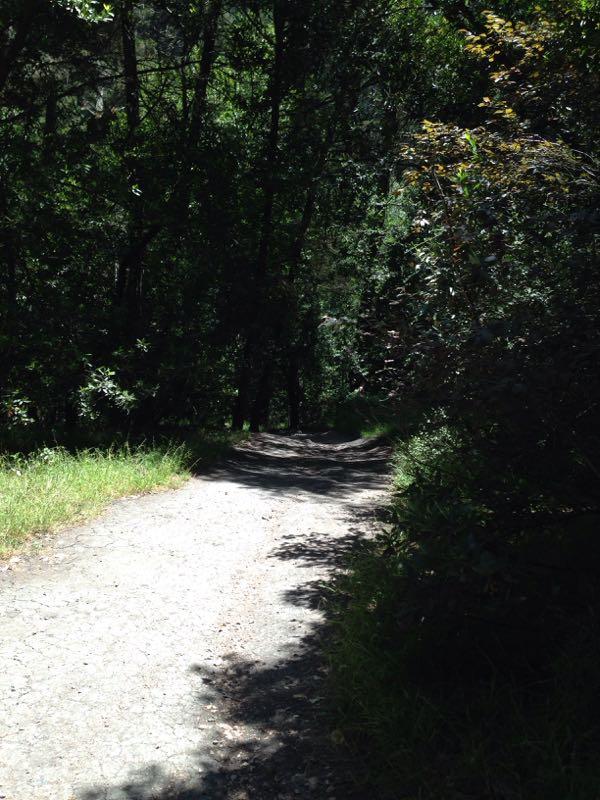 A narrow, winding dirt path surrounded by dense trees and greenery, with sunlight filtering through the foliage, creating dappled shadows on the ground. Joaquin Miller mountain bike trail.