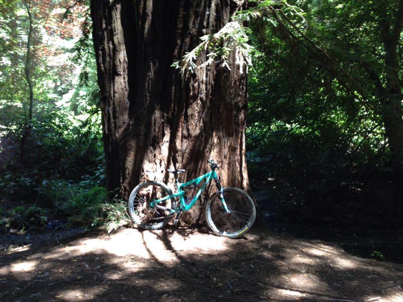 A mountain bike leaning against a large redwood tree in a lush forest setting, with dappled sunlight filtering through the leaves. Joaquin Miller mountain bike trail.