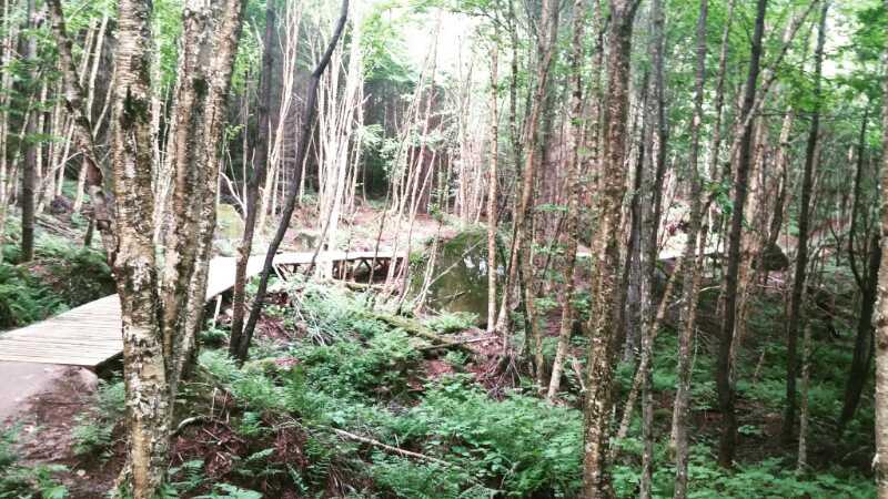 A serene forest scene featuring tall trees with thin trunks and lush green foliage surrounding a small wooden bridge. The bridge crosses over a calm body of water, creating a peaceful atmosphere amidst the dense woodland. Ferns and underbrush are visible in the foreground, enhancing the natural beauty of the landscape. Vallee Bras Du Nord Secteur Shannahan mountain bike trail.