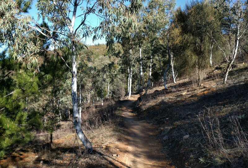 A winding dirt trail surrounded by tall eucalyptus trees and shrubs, set against a clear blue sky. The path is bordered by grassy areas and rocks, leading into the peaceful wooded landscape. Stromlo Forest Park mountain bike trail.