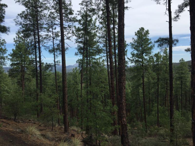 A dense forest scene featuring tall pine trees with lush green foliage, surrounded by a mix of shrubs and underbrush. The sky is partially cloudy, with hints of blue peeking through. In the distance, faint mountain outlines can be seen. The ground is covered with pine needles and earthy textures, suggesting a serene natural environment. Granite Basin Loops mountain bike trail.