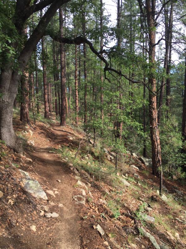 A winding dirt path through a dense forest, lined with tall pine trees and patches of green vegetation. Sunlight filters through the tree canopy, casting dappled light on the ground, which is scattered with rocks and fallen leaves. Granite Basin Loops mountain bike trail.