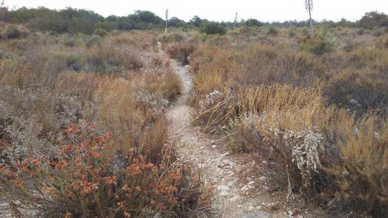 A narrow dirt path winding through a desert landscape filled with dry grasses and colorful wildflowers, set against a backdrop of distant hills and sparse vegetation under an overcast sky. Santa Fe Dam mountain bike trail.