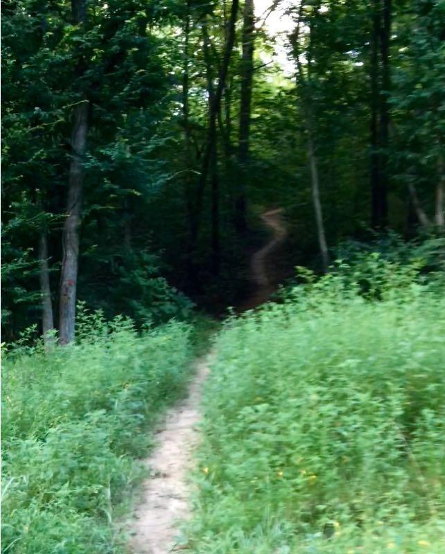 A narrow dirt path winding through a dense forest, flanked by tall grasses and trees. The path curves gently, leading into the shaded woods, with dappled sunlight filtering through the leaves. Finch Park mountain bike trail.