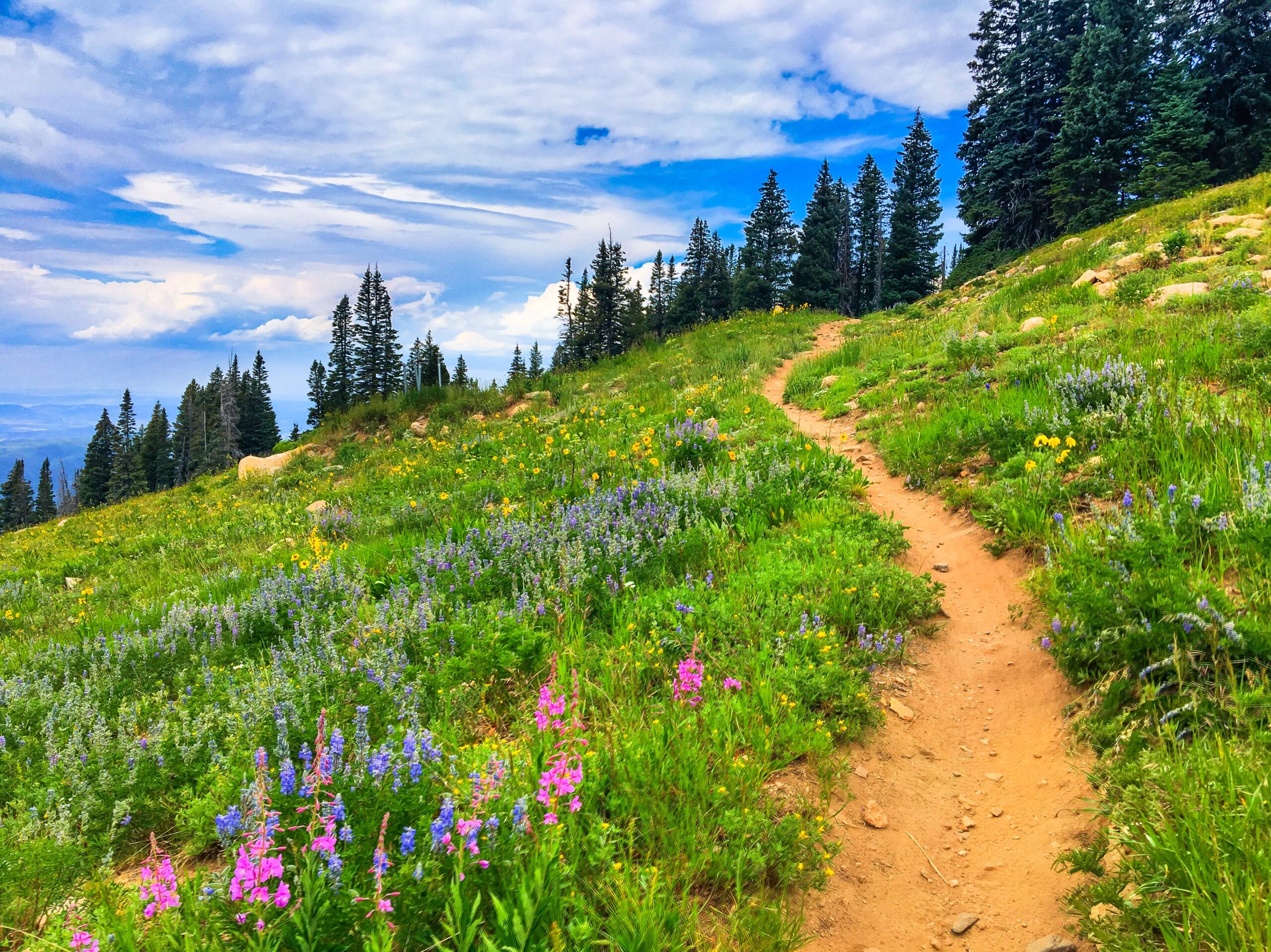 A winding dirt path meanders through a vibrant green meadow filled with colorful wildflowers, including purple and pink blossoms, with tall evergreen trees lining the background under a partly cloudy blue sky. Pete's Wicked Trail mountain bike trail.