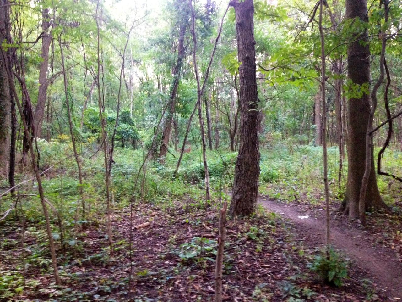 A dense forest scene featuring tall trees and lush greenery. A narrow, winding dirt path cuts through the underbrush, surrounded by various plants and shrubs. The scene suggests a tranquil, natural woodland environment. Black Oak mountain bike trail.